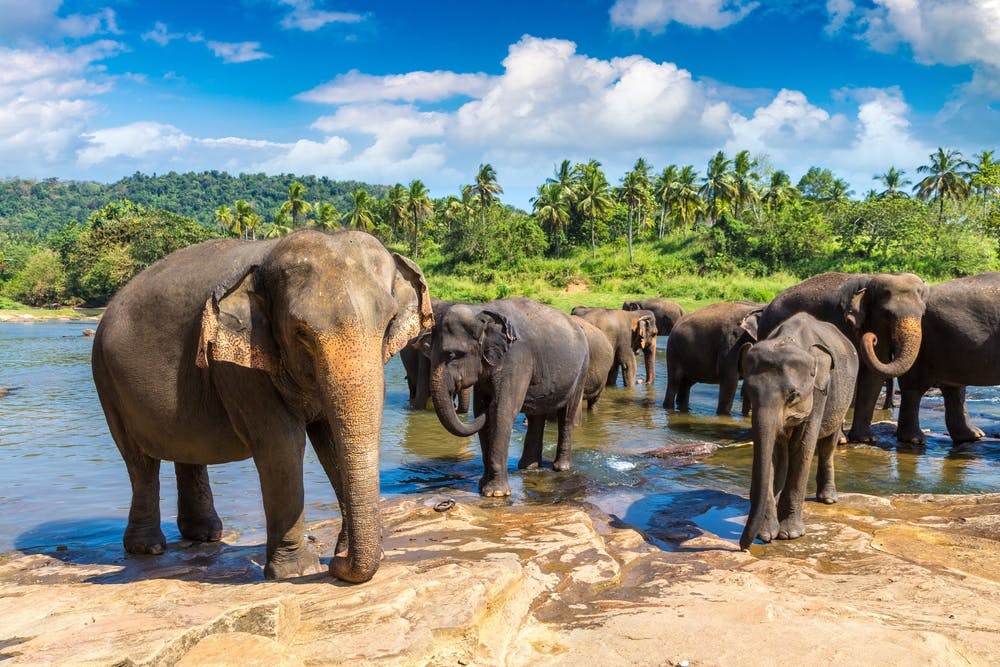 A herd of elephants in Sri Lanka.