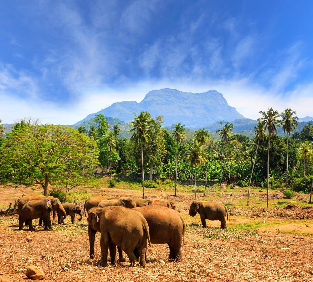 éléphants au Sri Lanka
