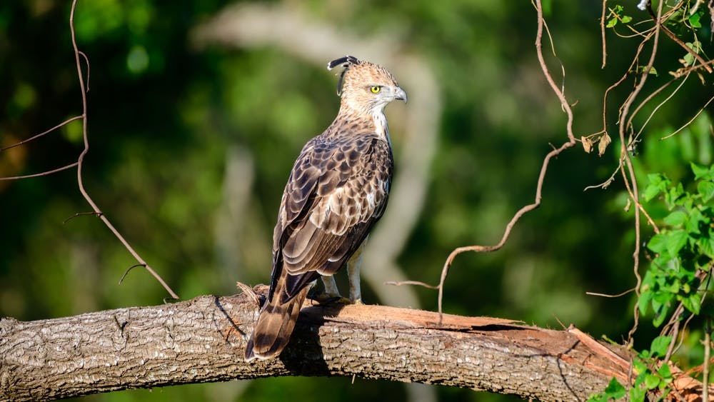 Faucon à crète au Sri Lanka