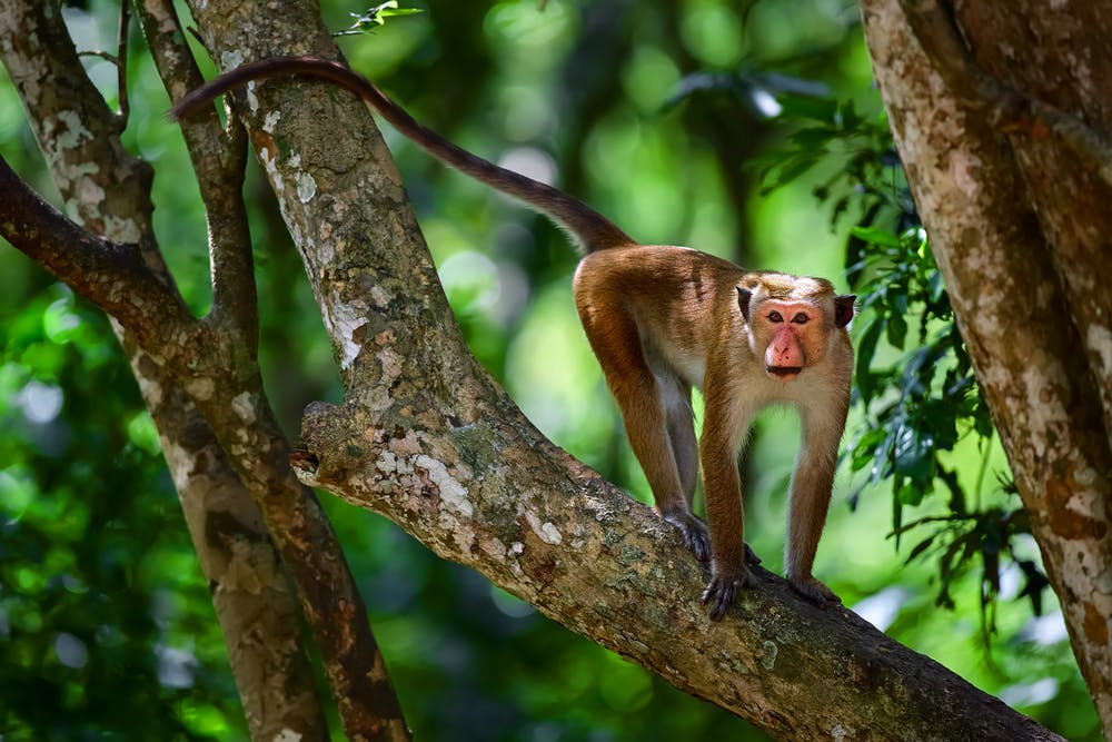 Macaque à toque au Sri Lanka