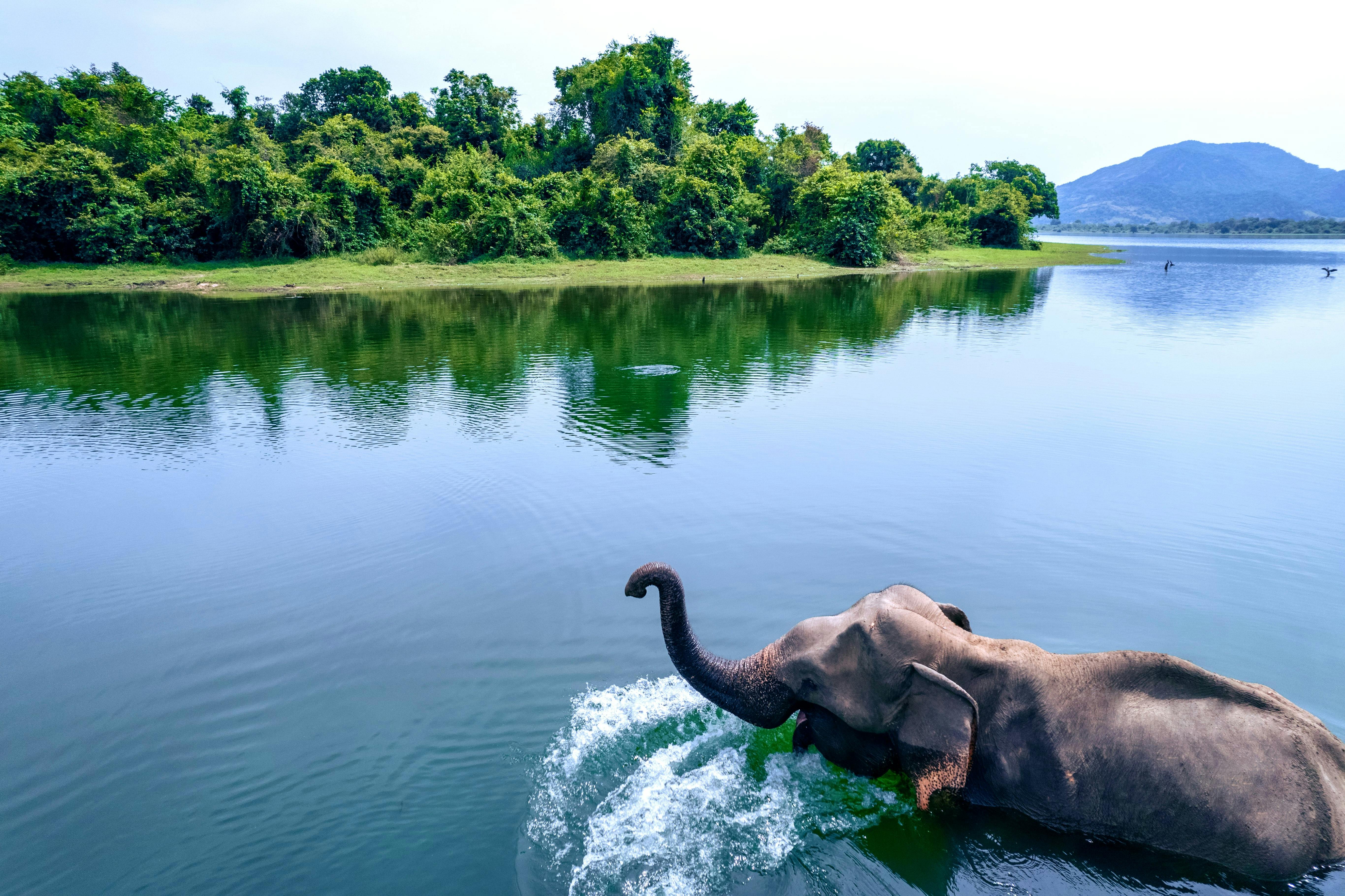 An elephant in Sri Lanka.