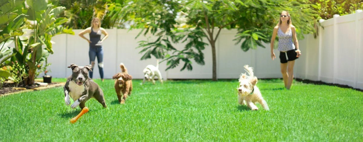 Perros jugando en el patio