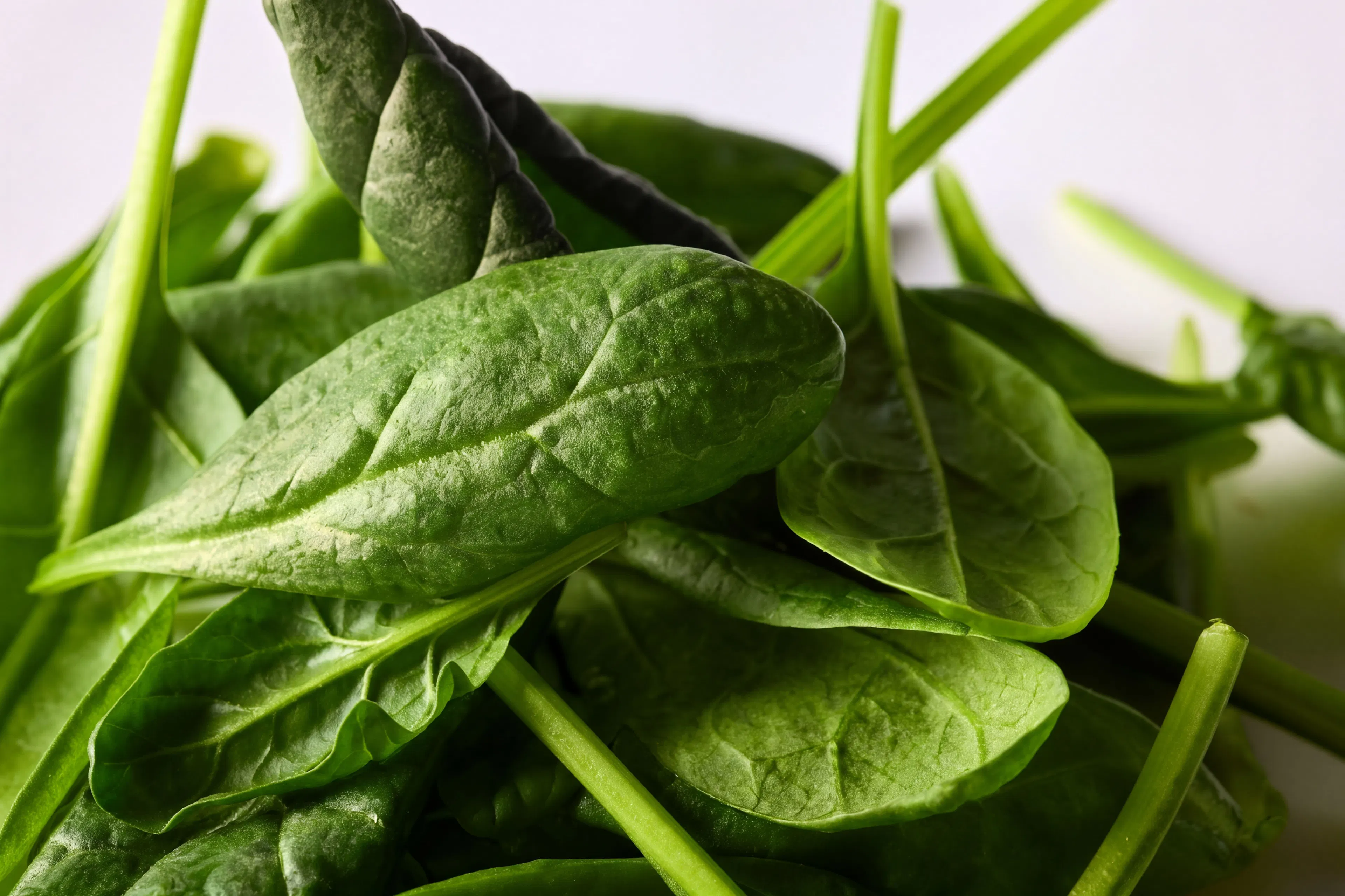 Spinach leaf closeup