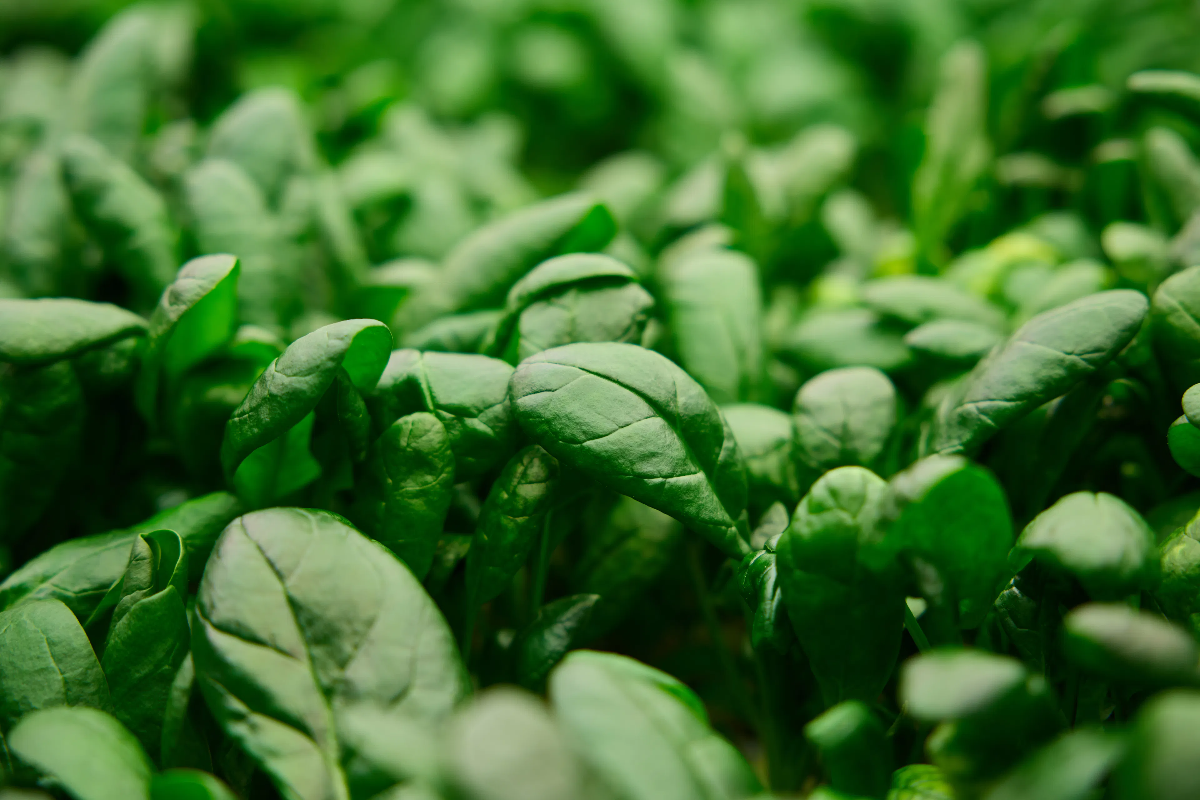 Stacked Farm baby spinach closeup of leaves growing