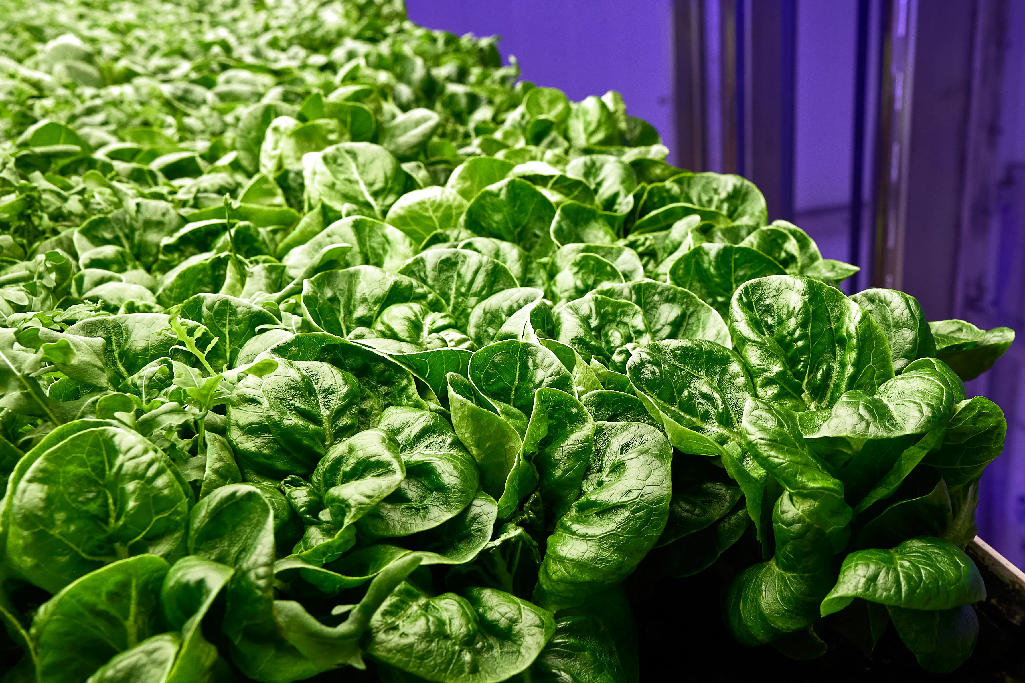 Stacked farm Cos lettuce