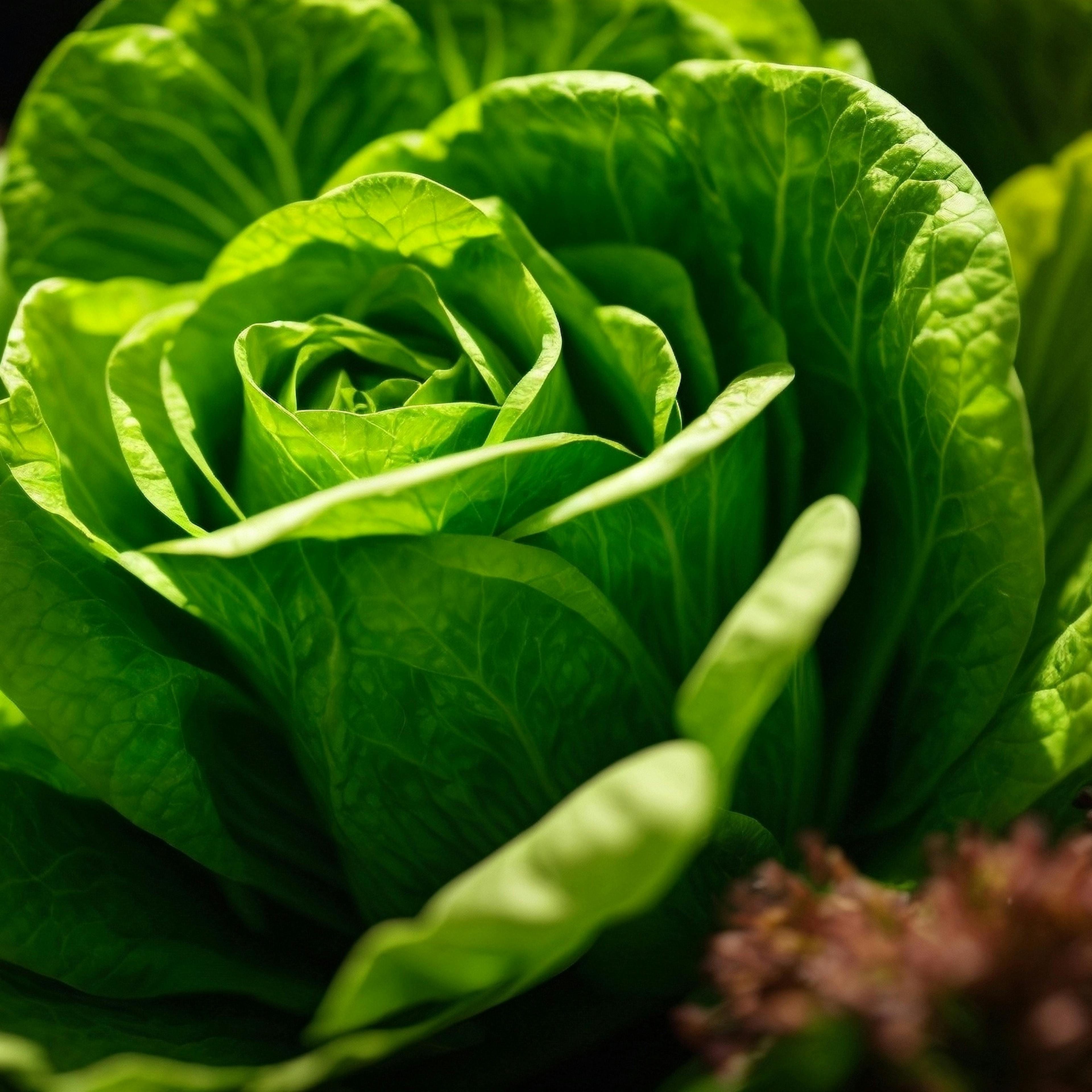 lettuce