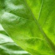 Macro image of leaf