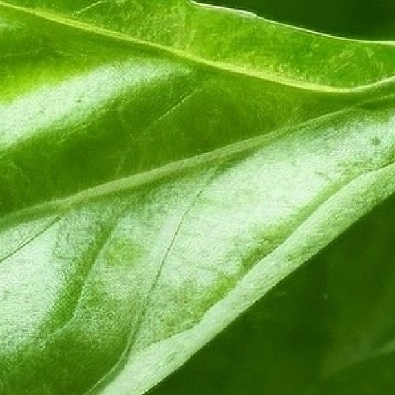 Macro image of leaf