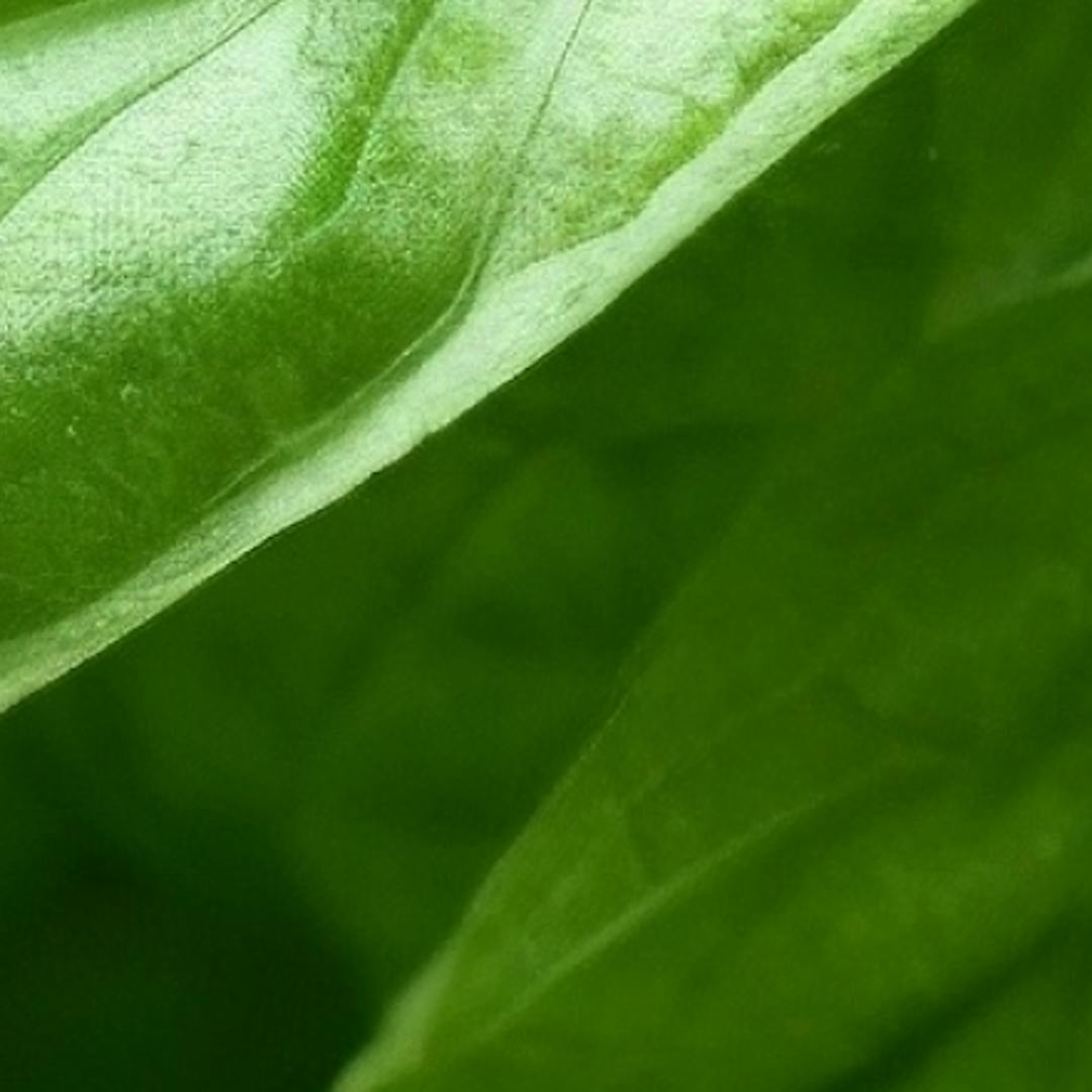 Macro of leaf