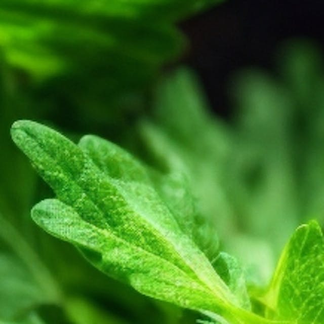 Macro of leaf