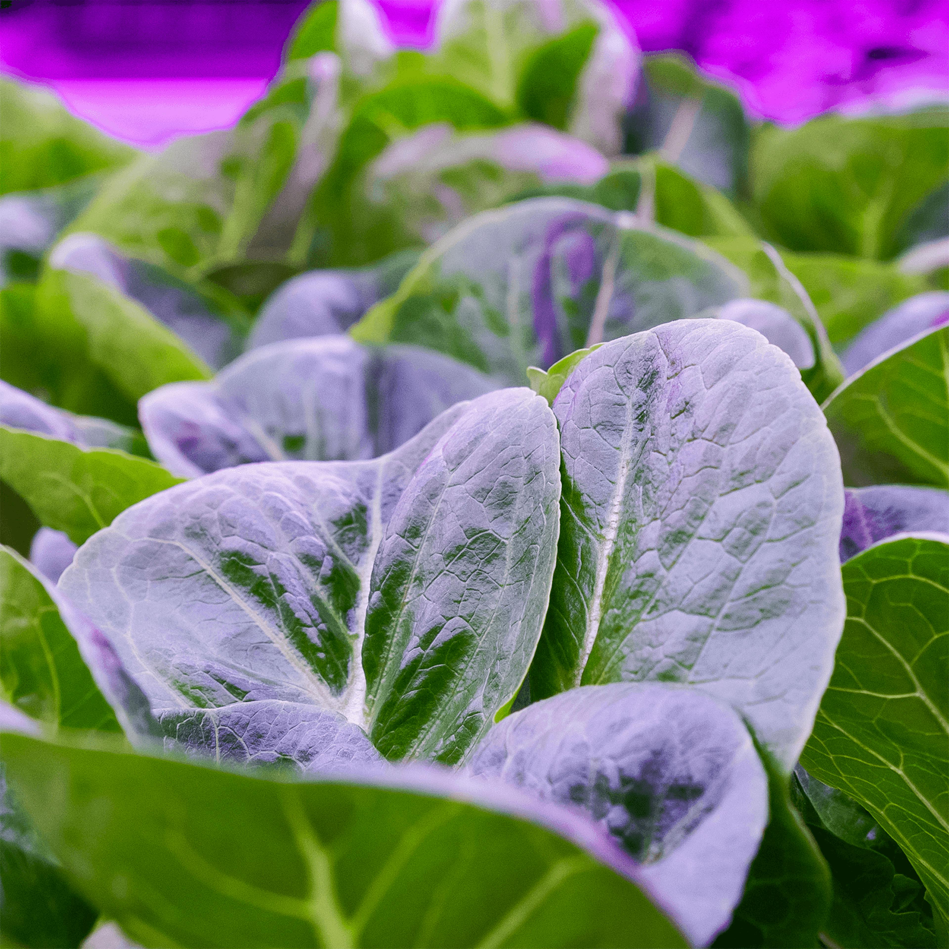 Vertical farm produce under lights