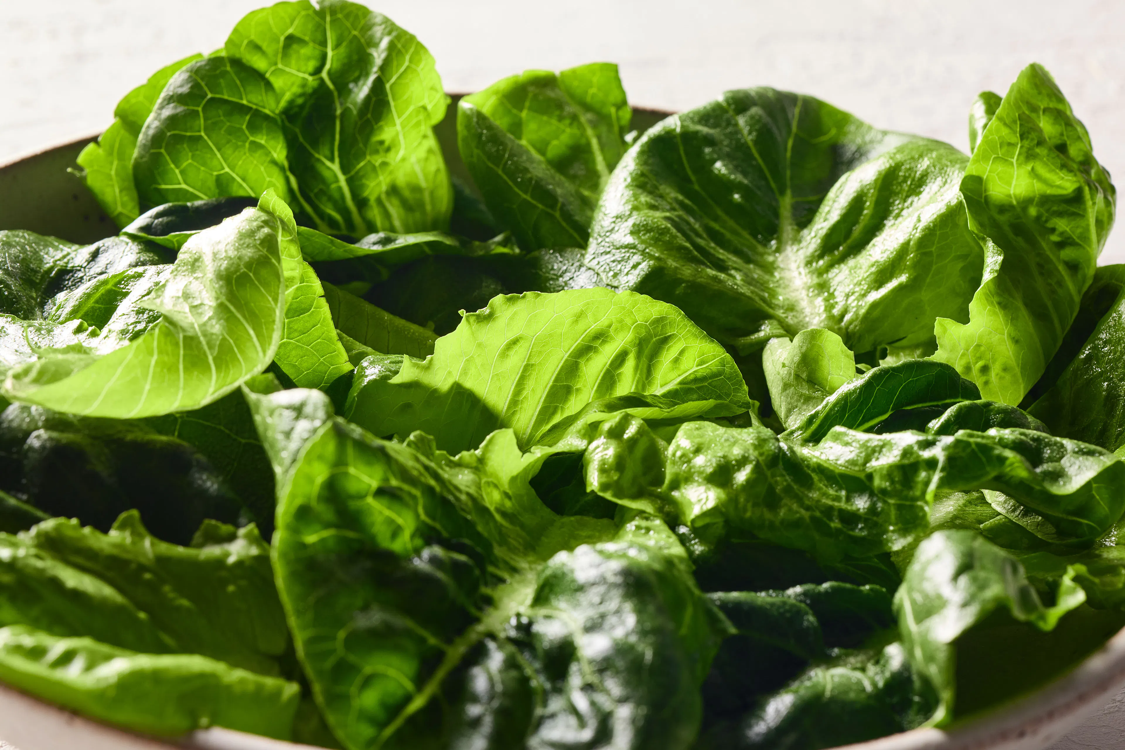 Cos lettuce closeup