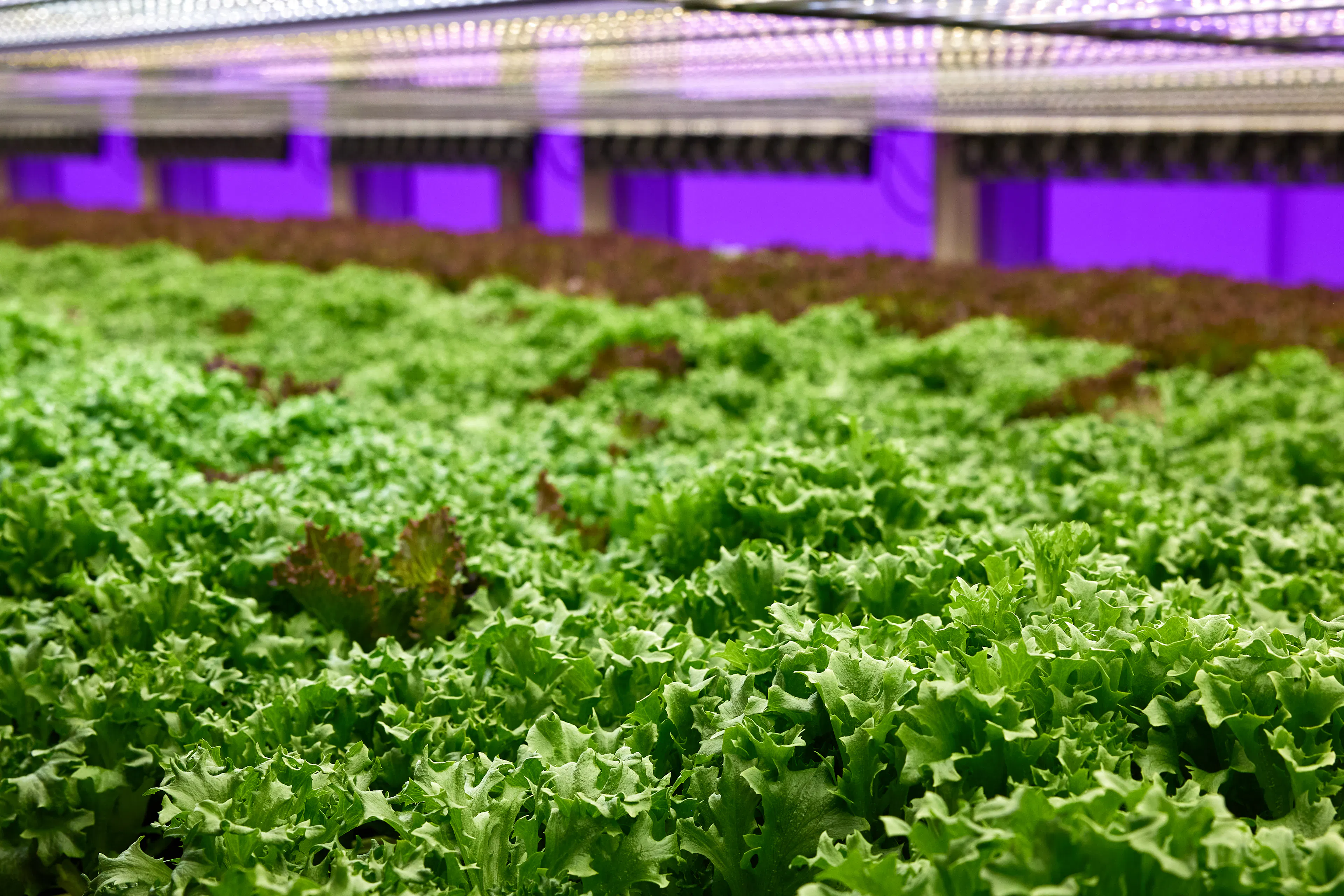 Mixed leaf on our vertical farm