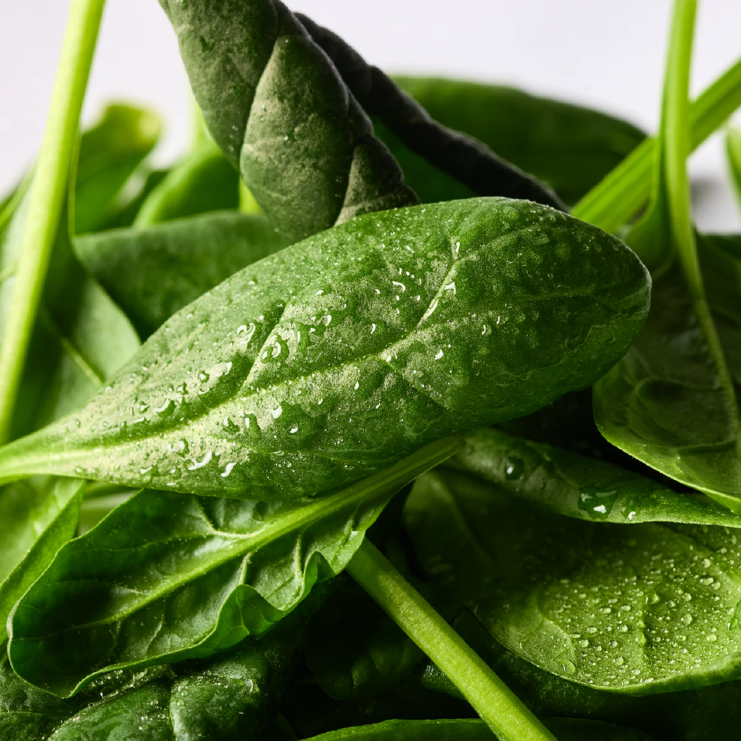 Baby Spinach closeup of leaves
