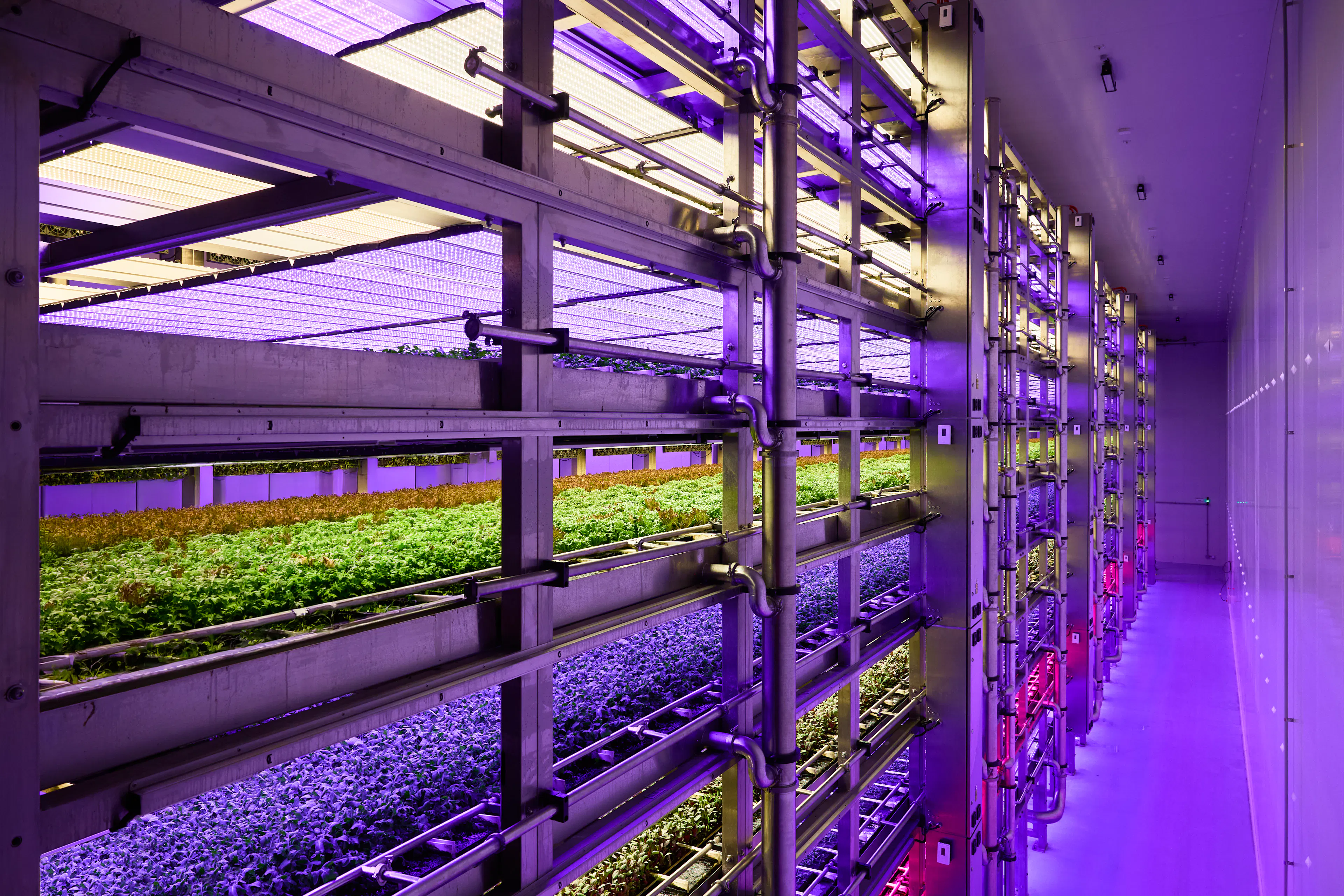 Rows of leafy green produce growing inside Stacked Farm's vertical farm at Arundel on the Gold Coast.