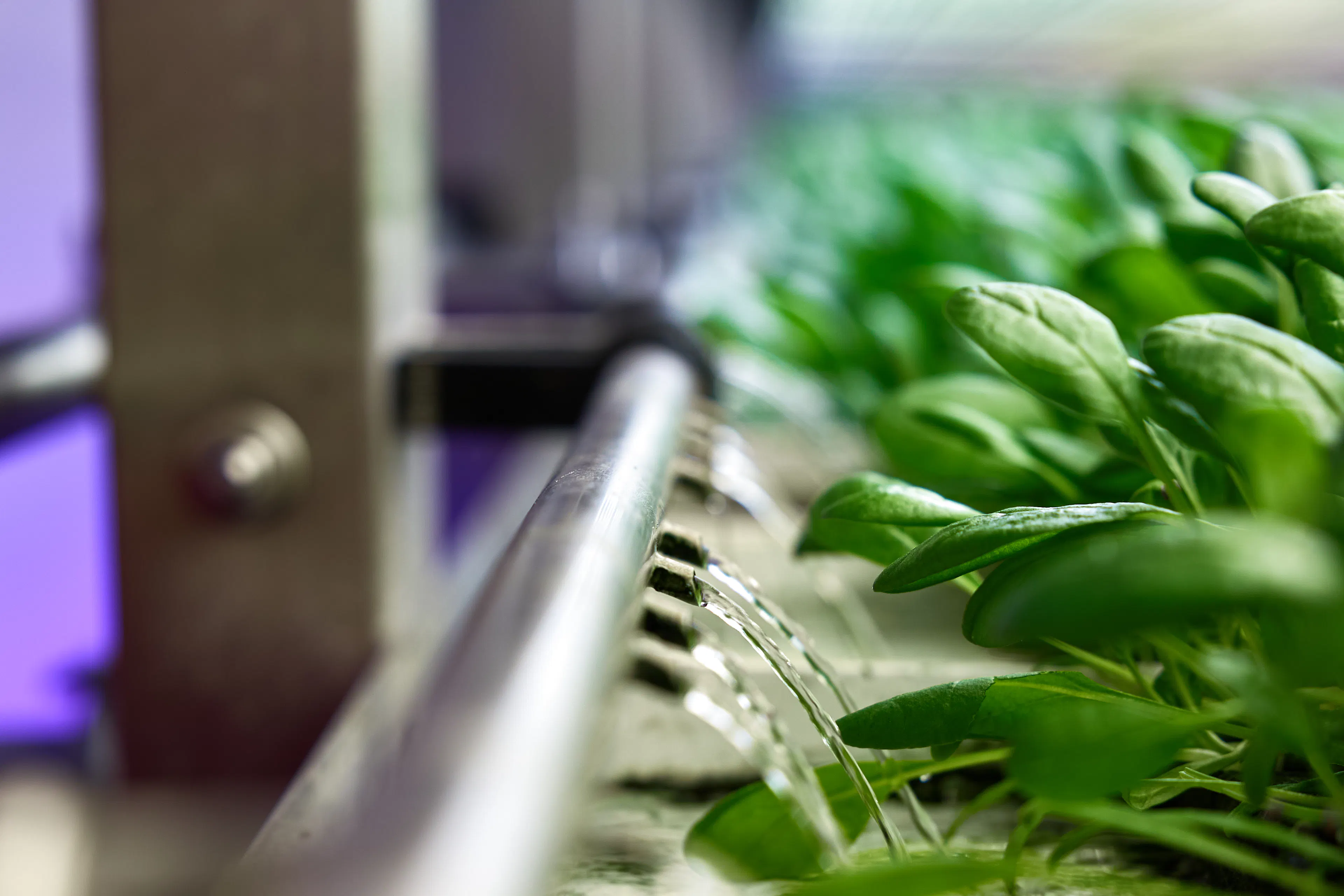 Arundel farm hydroponics system
