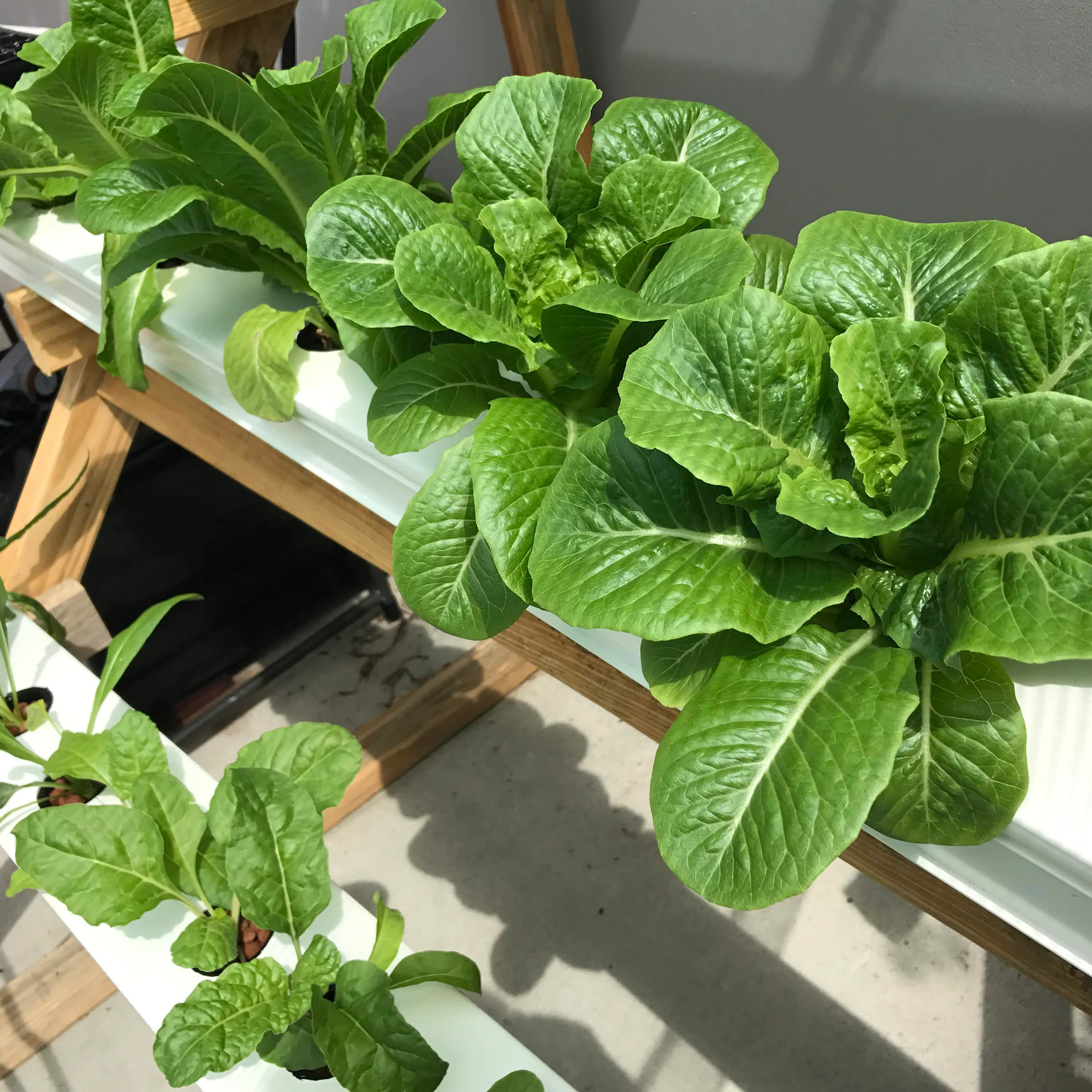 Stacked Farm Home Hydroponic setup