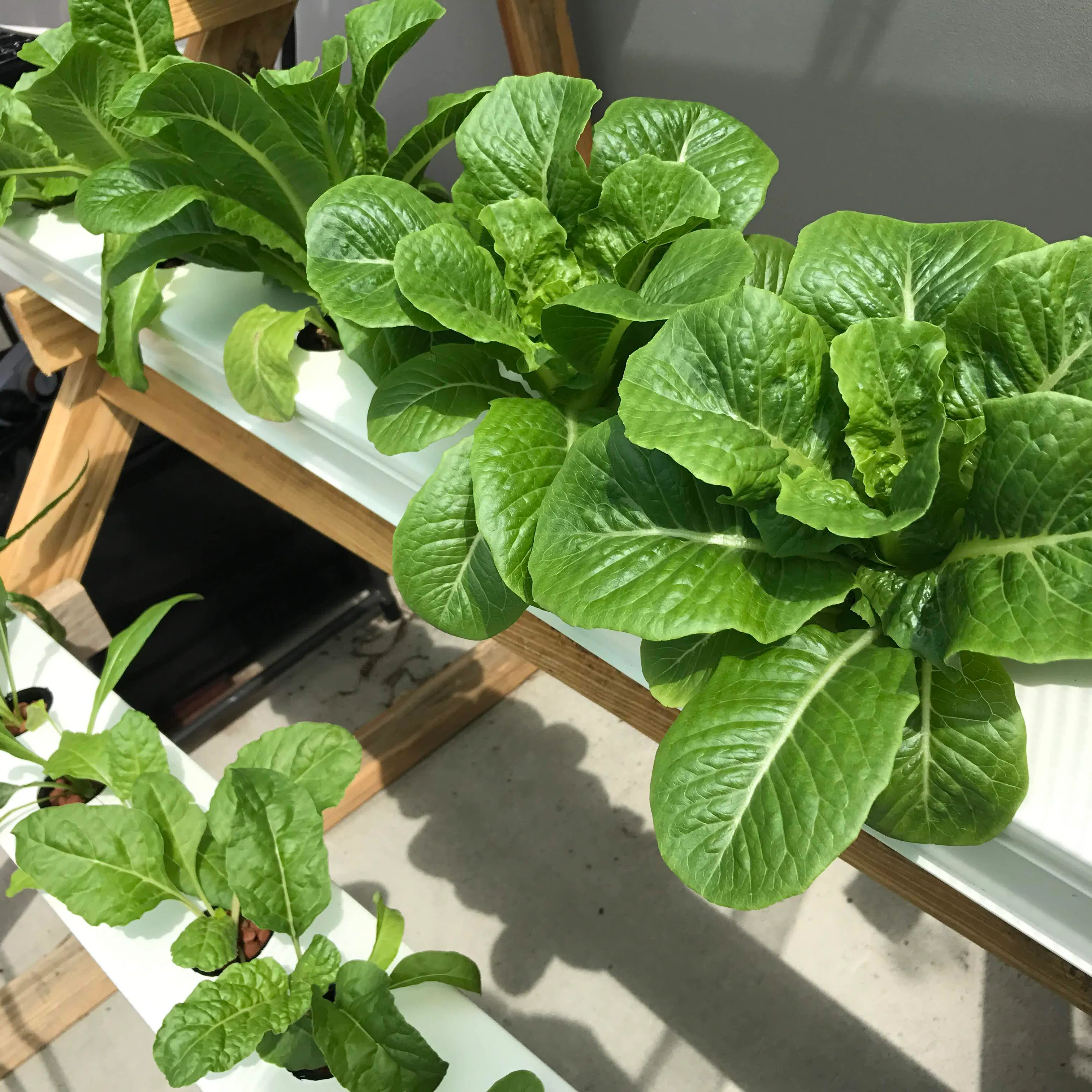 Stacked Farm Home Hydroponic setup
