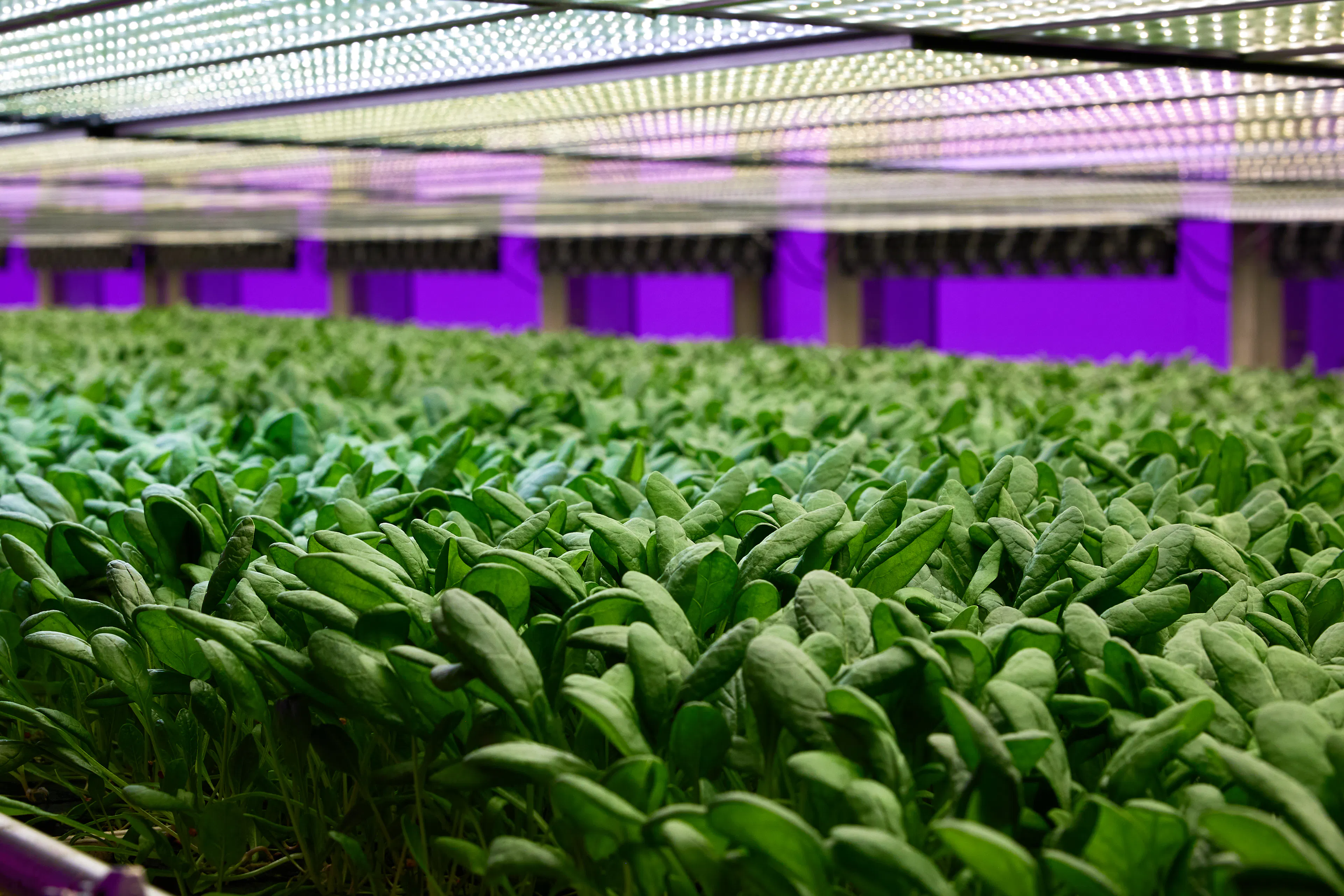 Baby Spinach on our vertical farm