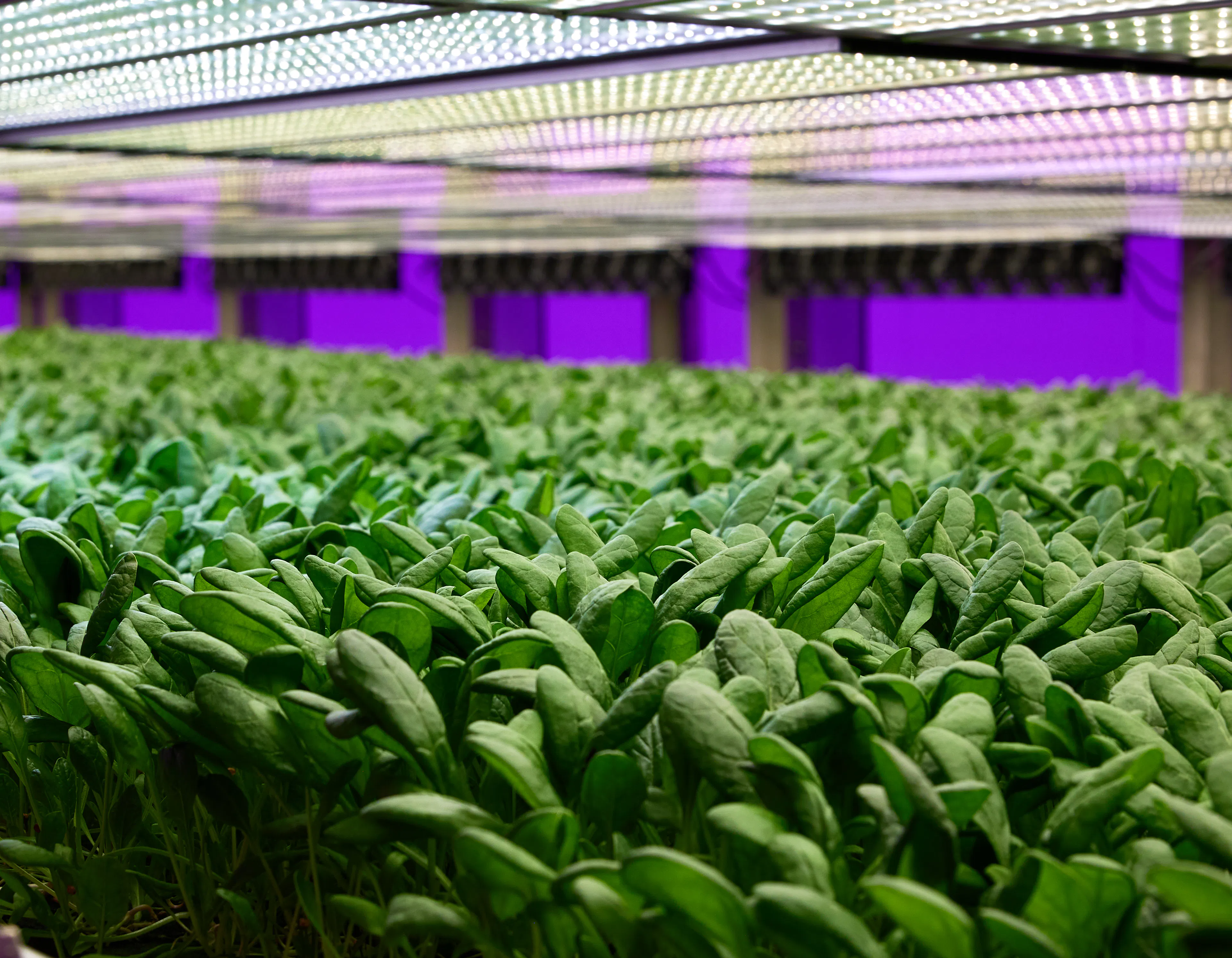 Baby Spinach on our vertical farm