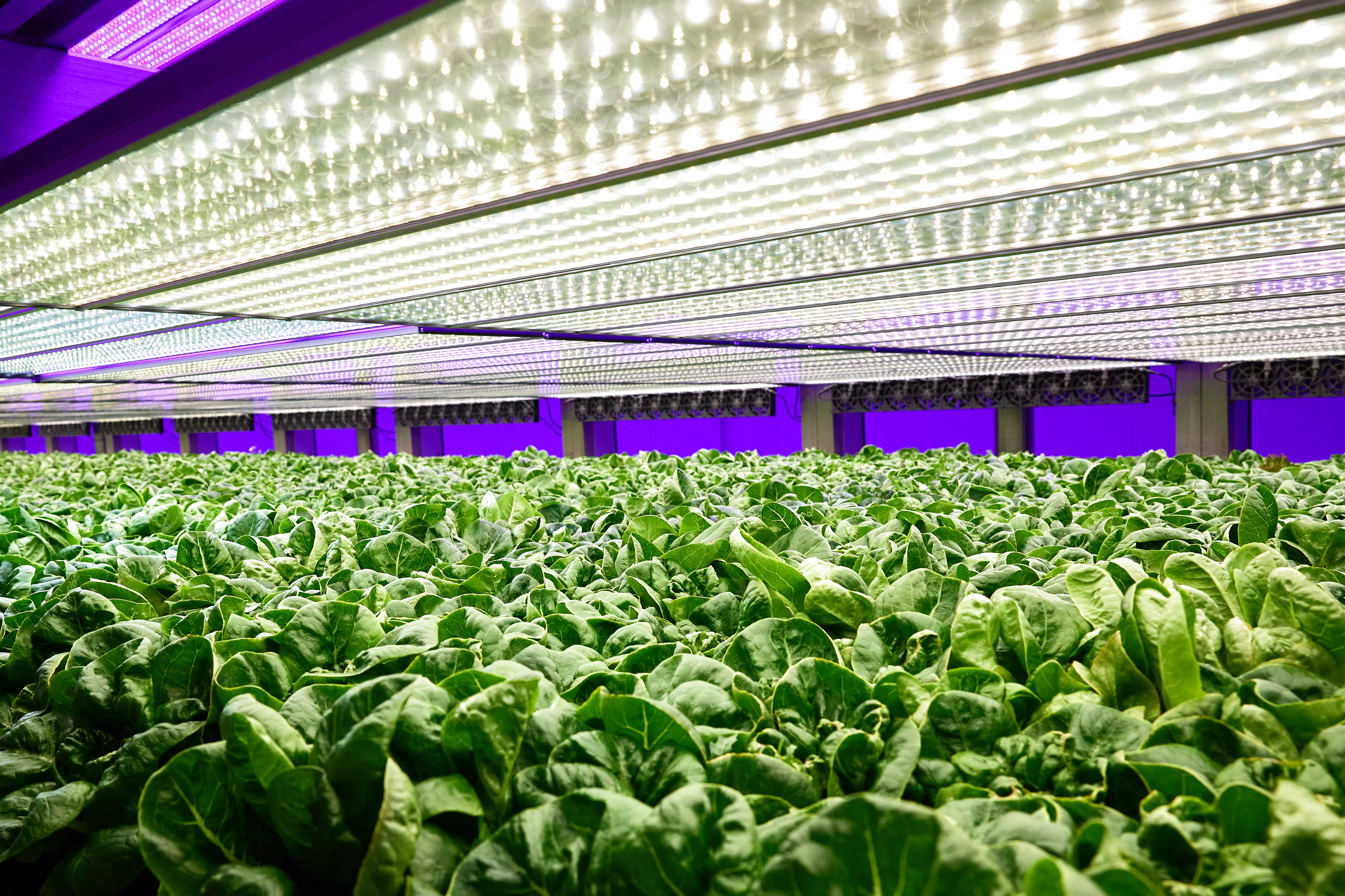 Cos lettuce under lights