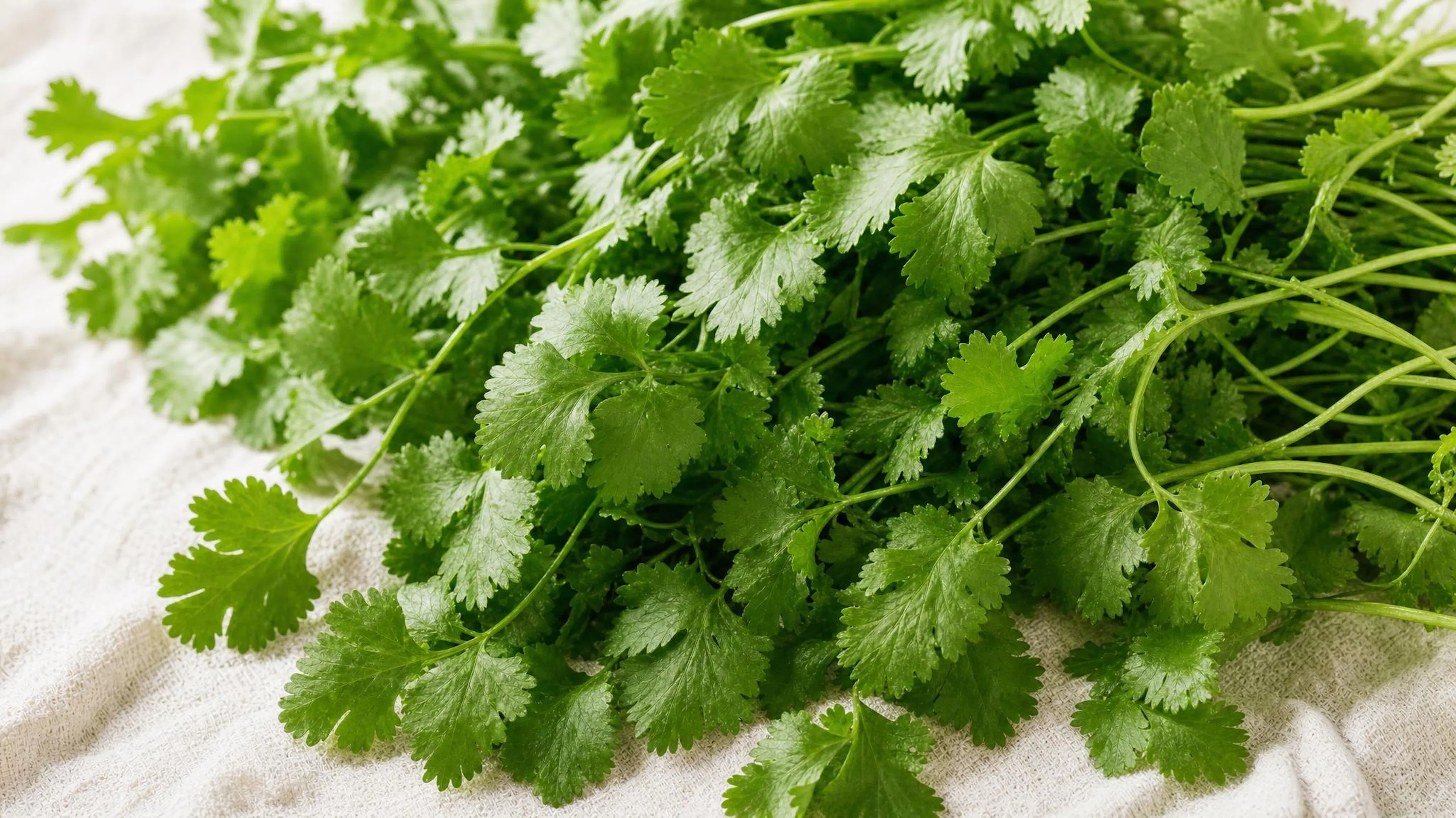Fresh cilantro bunch