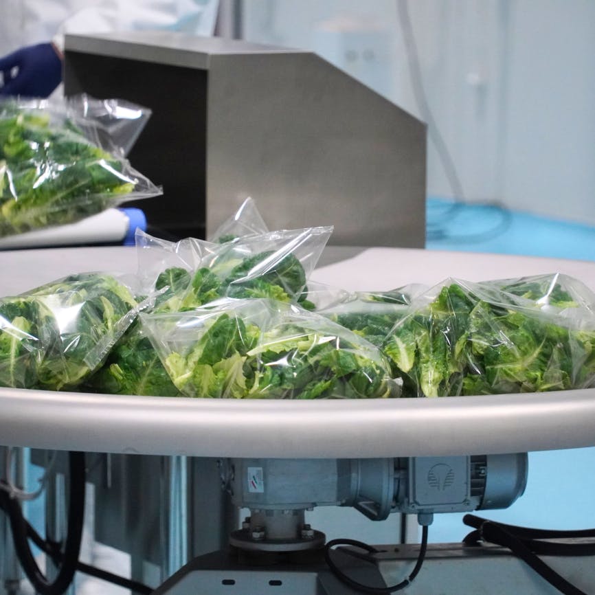 Lettuce post harvest