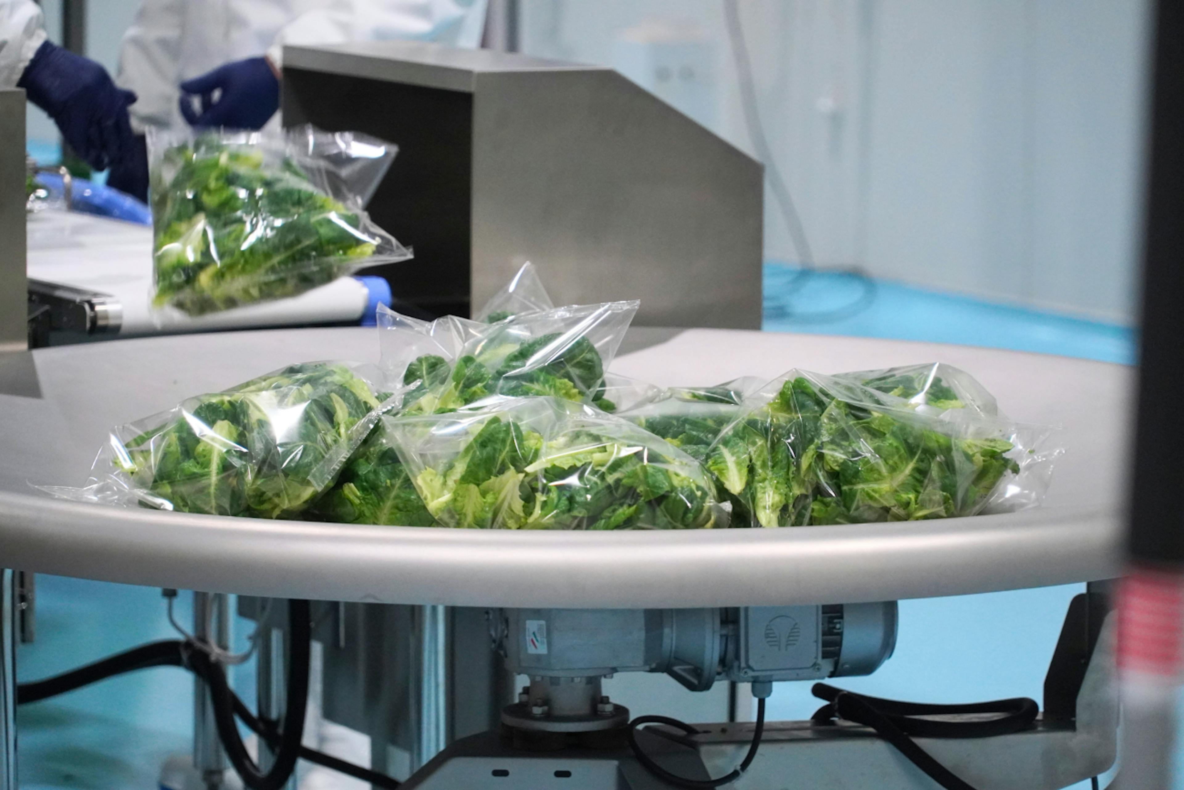 Stacked Farm — Lettuce post harvest and automated bagging process 3