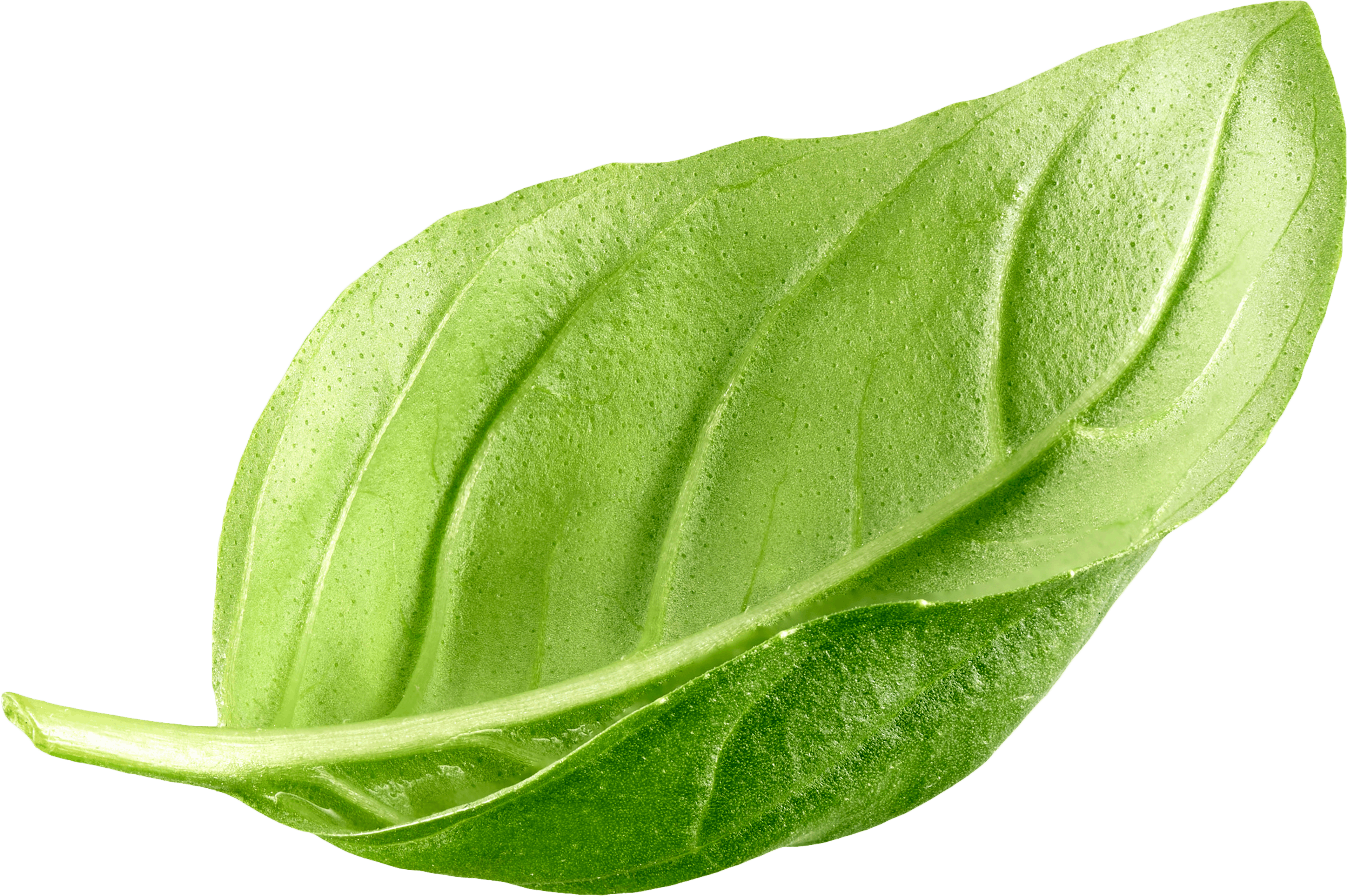 Basil-leaf