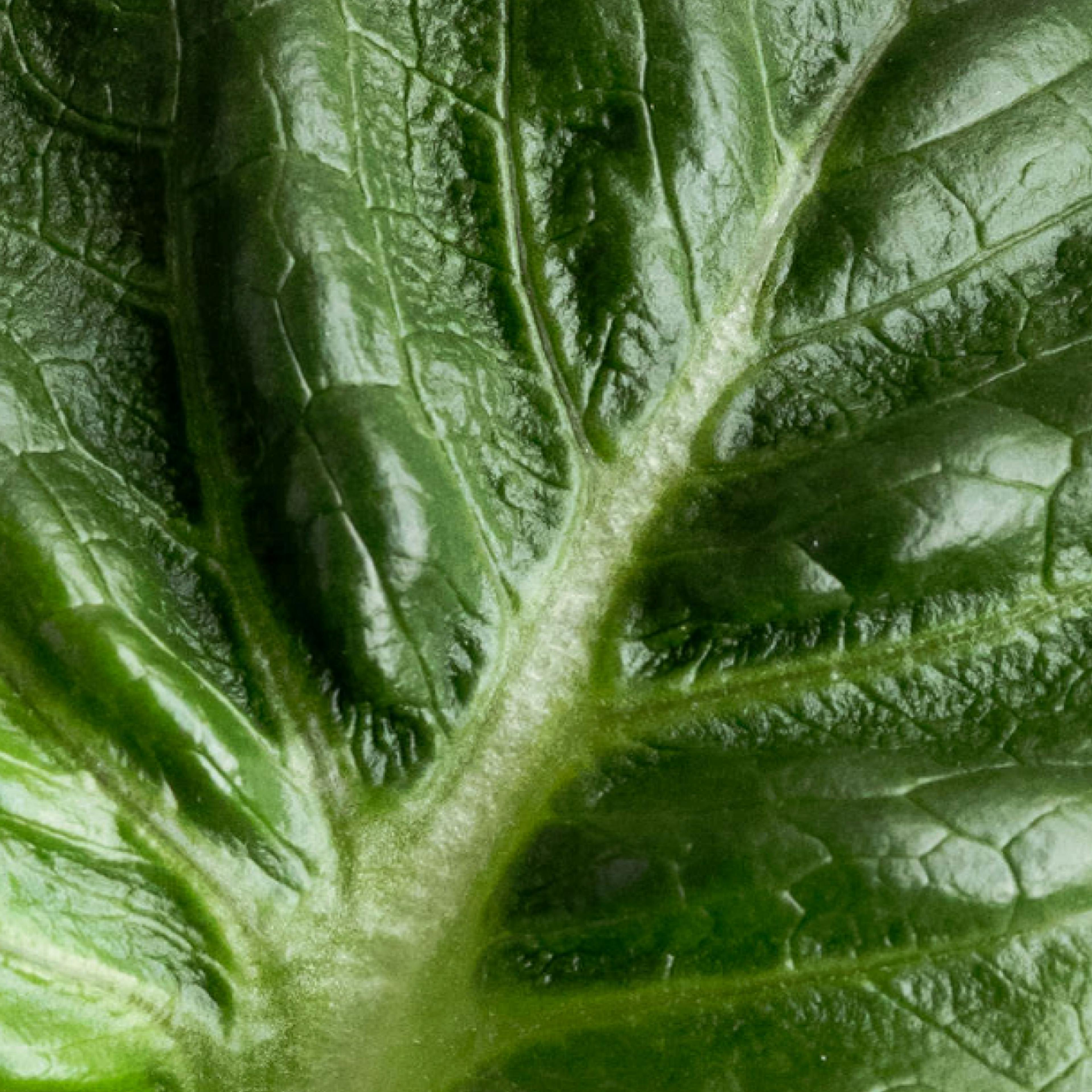 Macro of lettuce