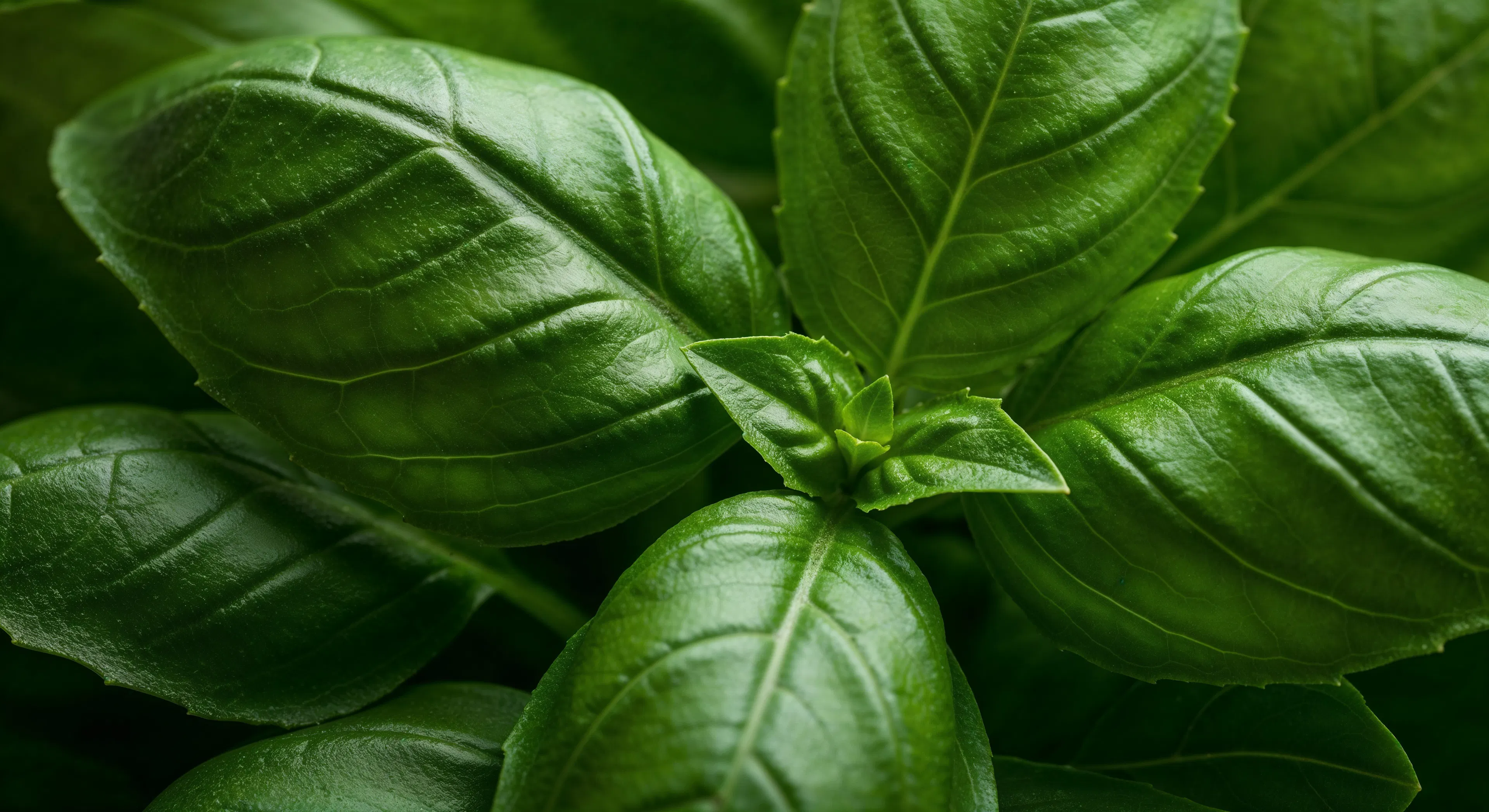 basil close up of leaves