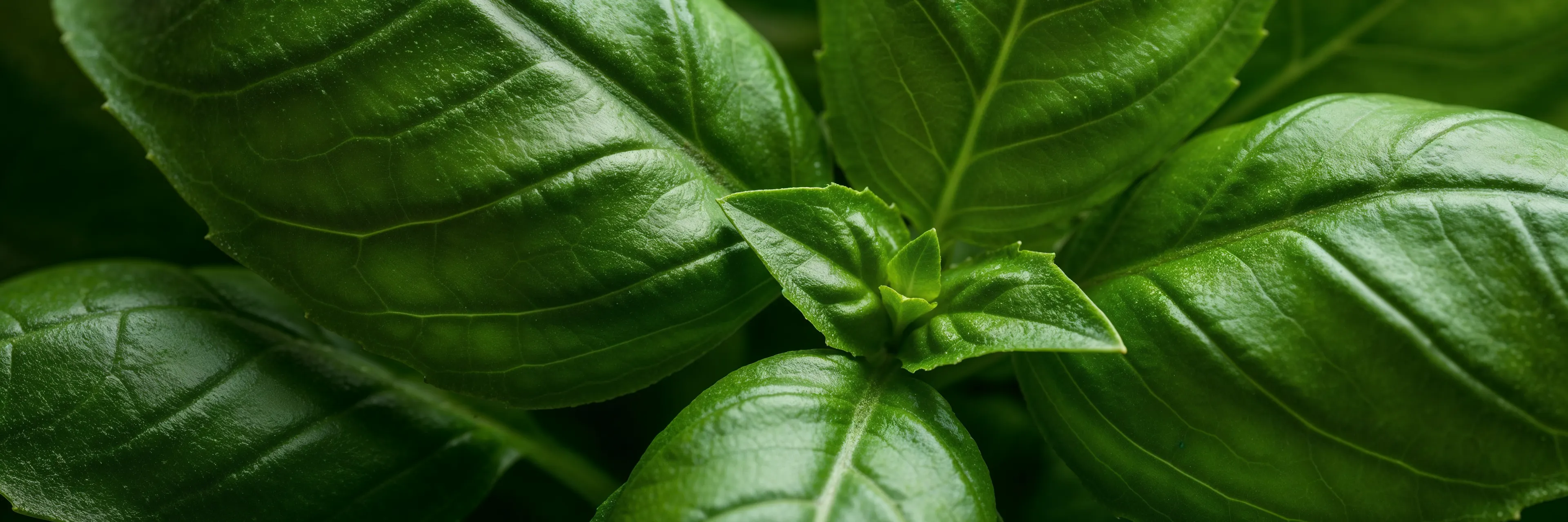 basil close up of leaves