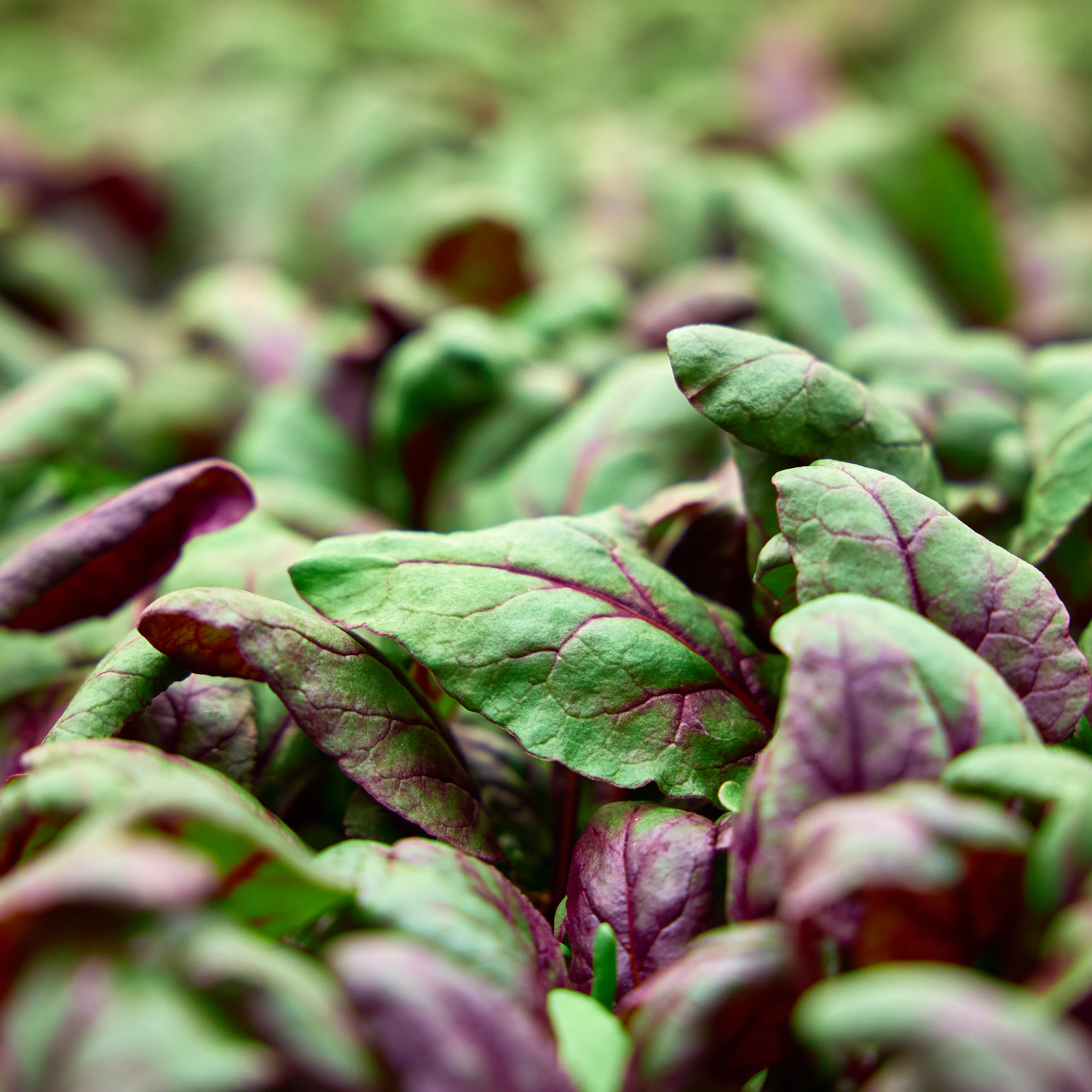 Beet leaves closeup stacked farm