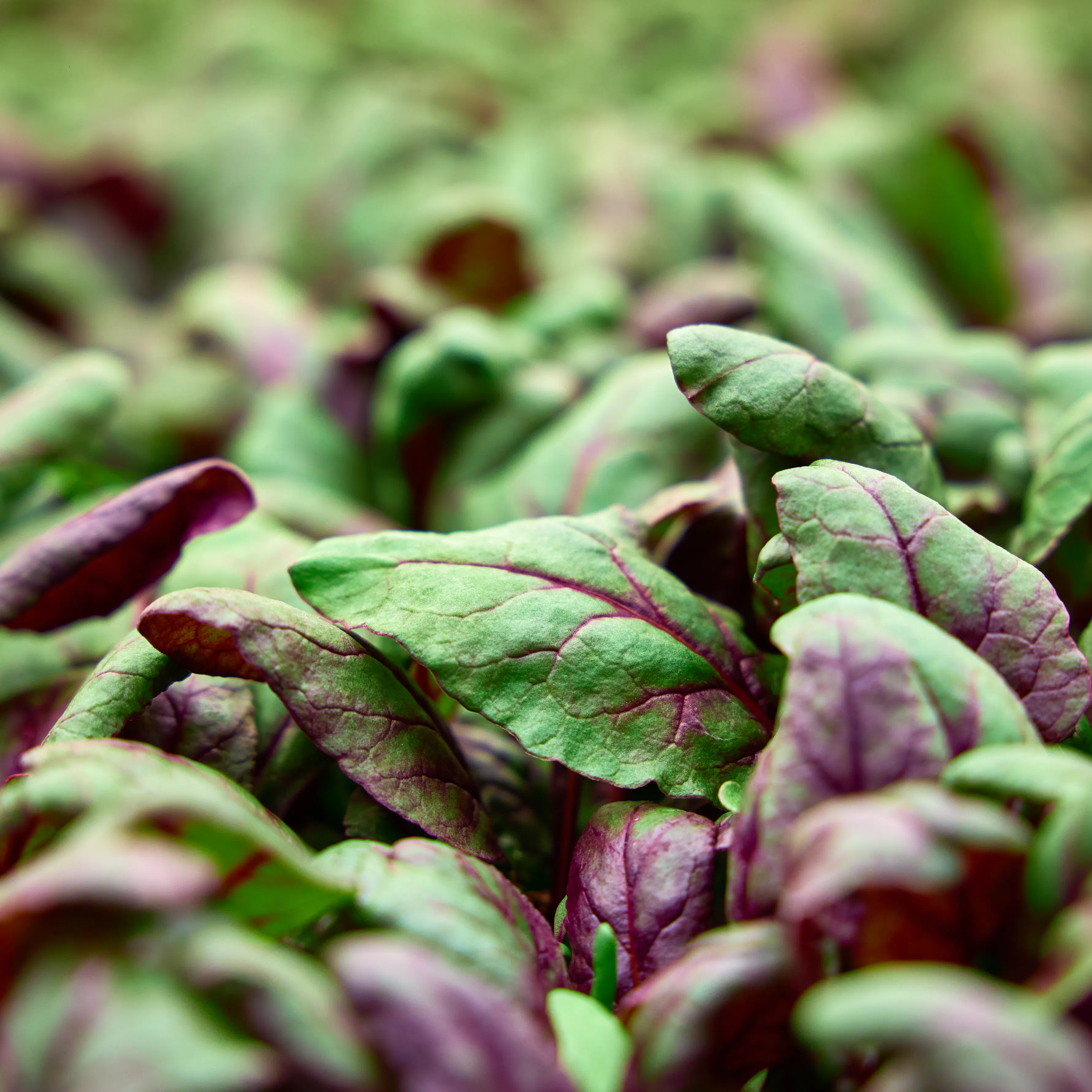 Beet leaves closeup stacked farm