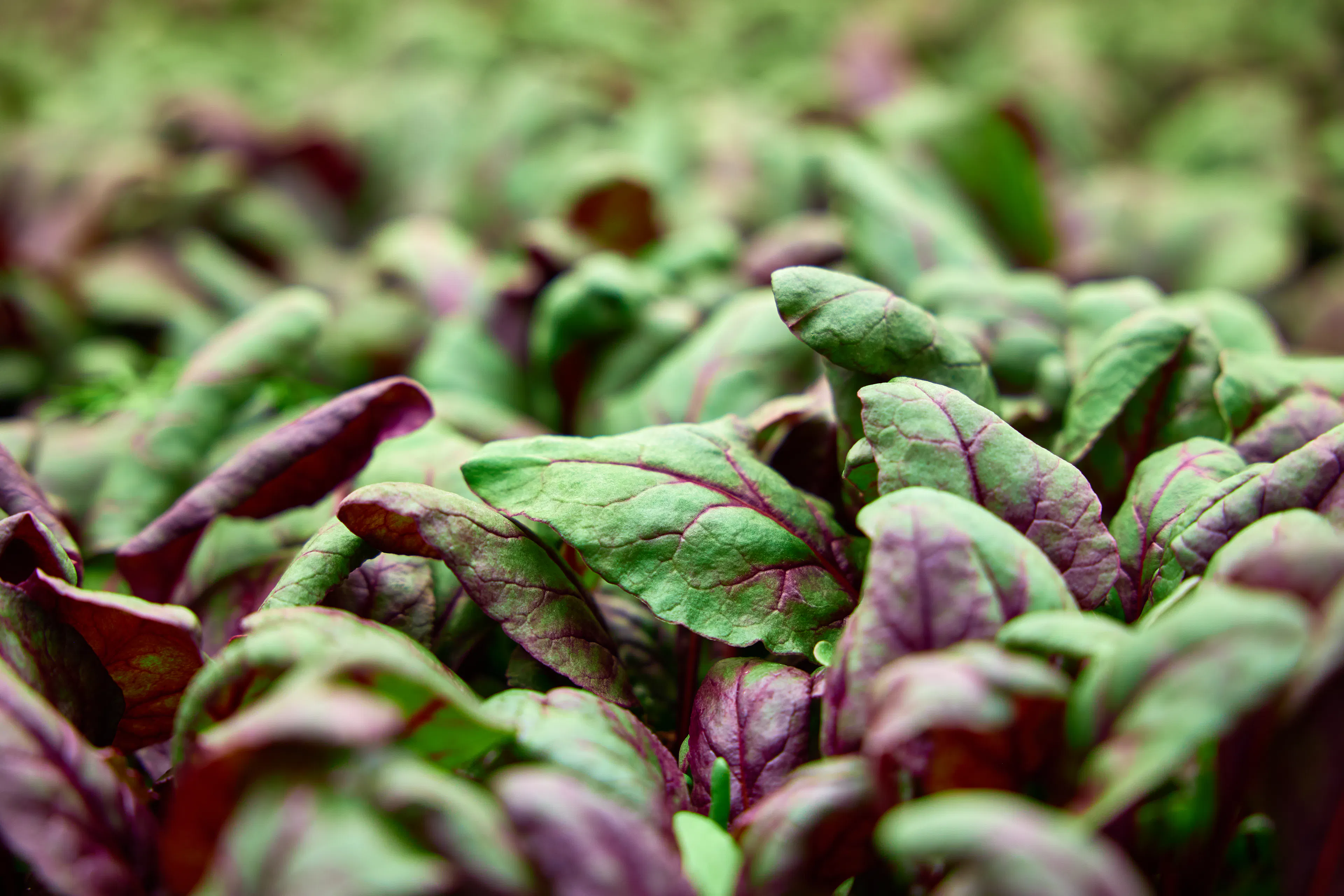 Red beet leaves closeup at stacked farm