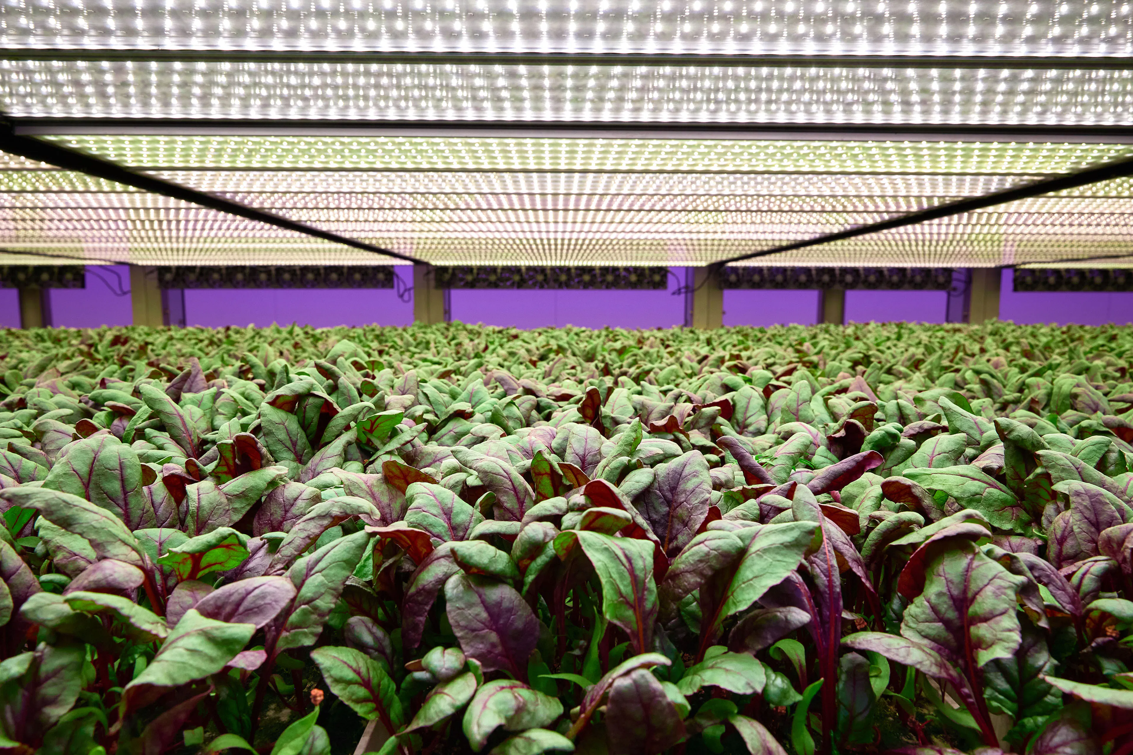 Red beet leaves growing on our Gold Coast Australia vertical farm