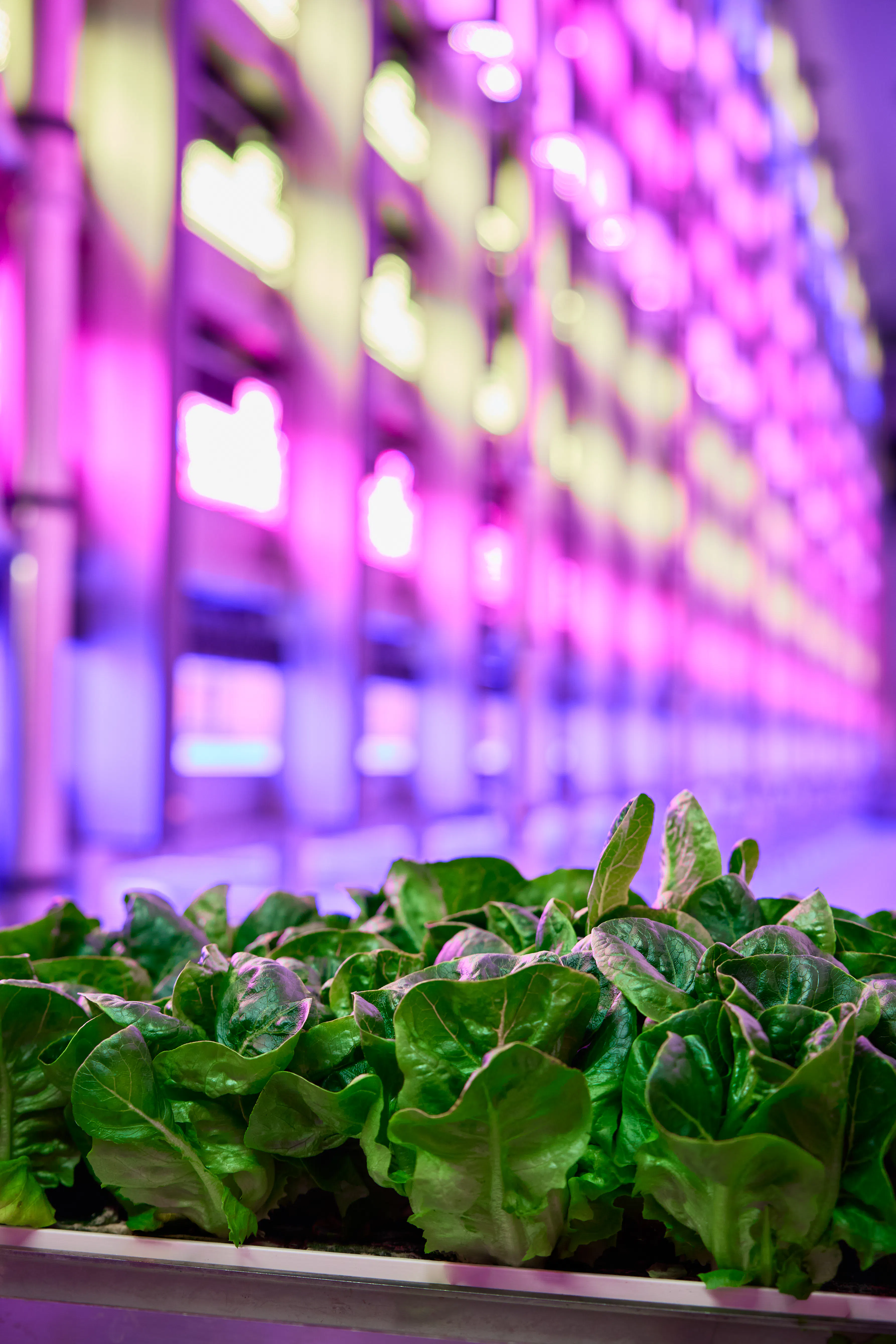 Cos lettuce on our farm