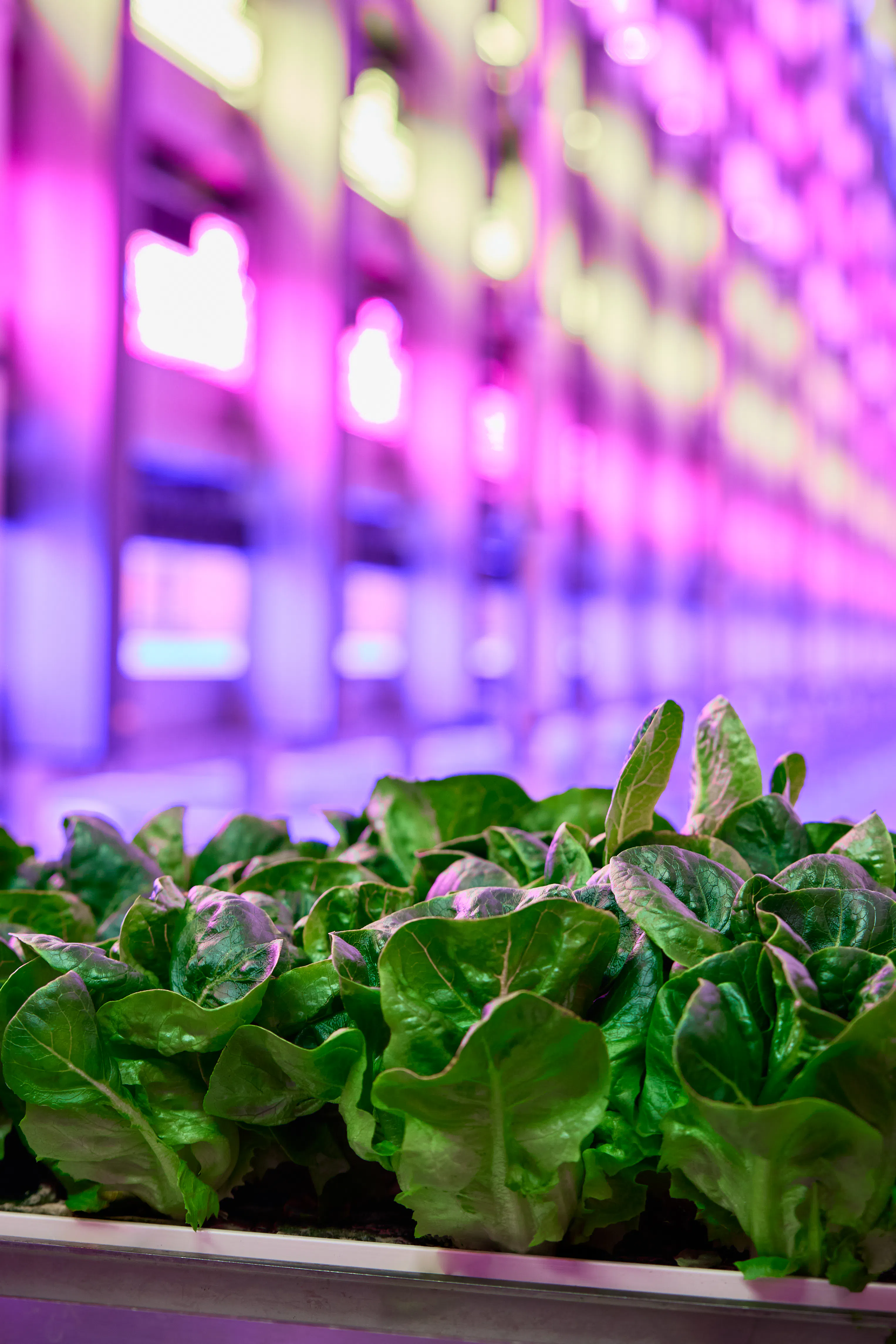 Cos lettuce on our farm