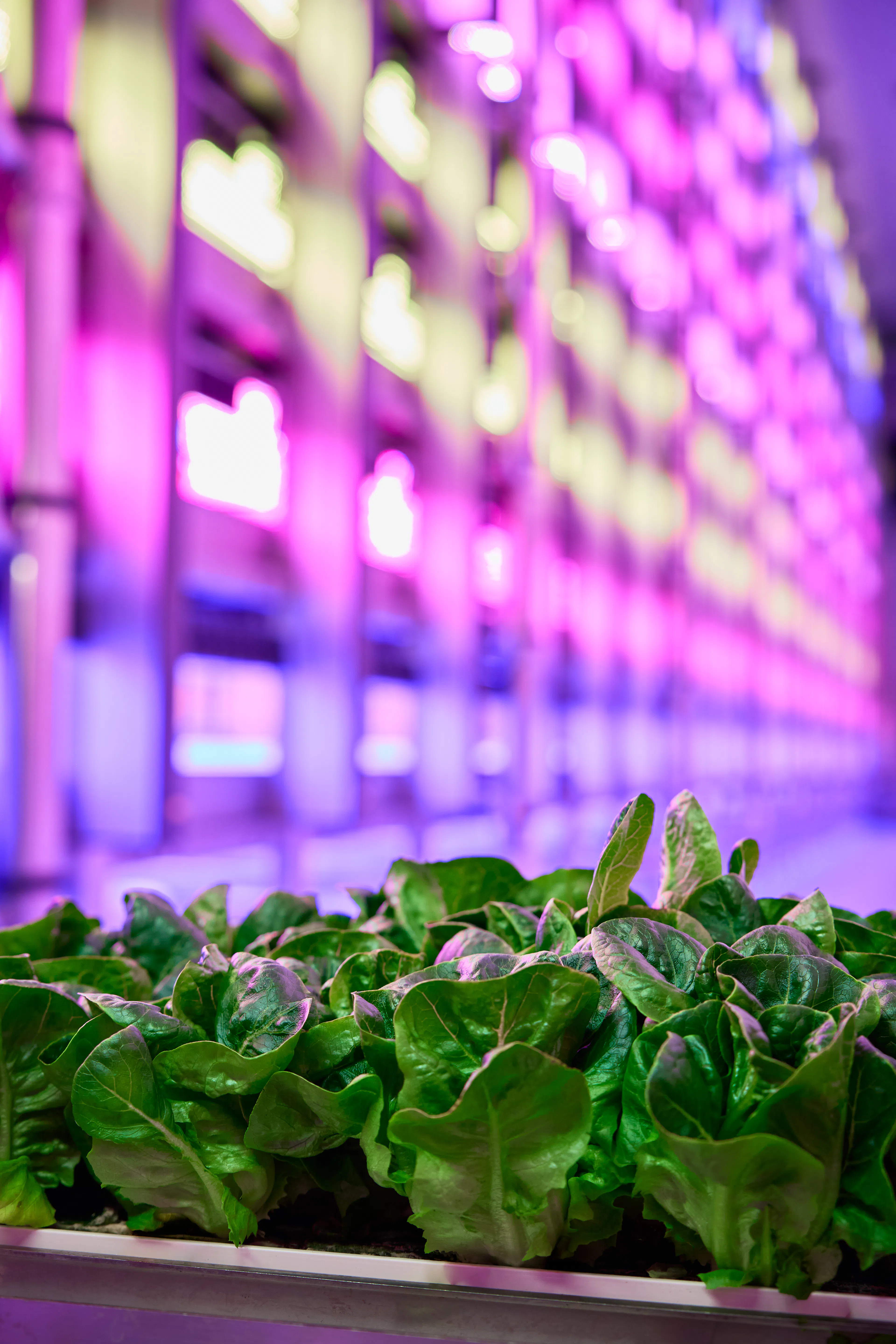 Cos lettuce on our farm