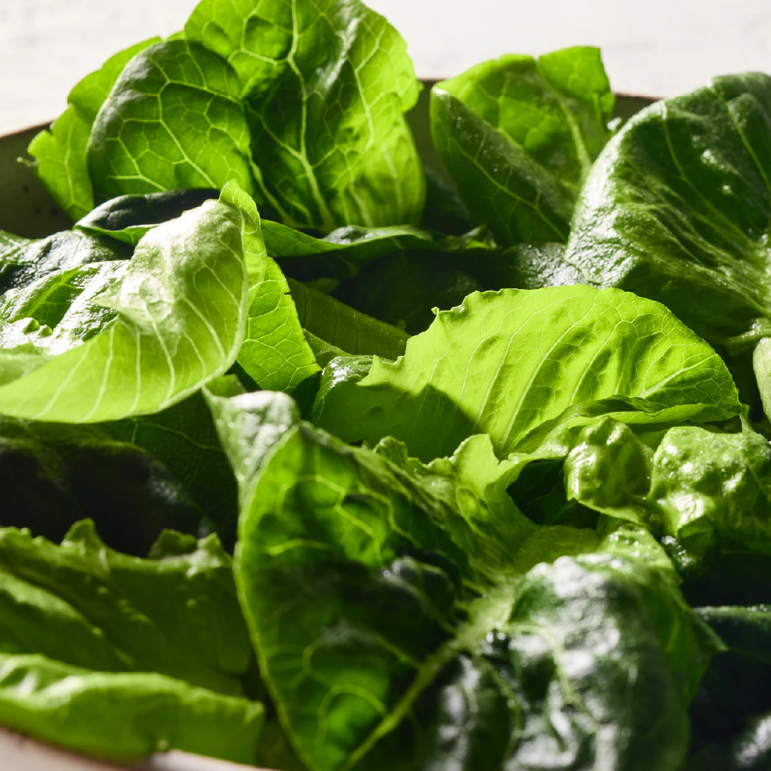 Cos romaine lettuce closeup
