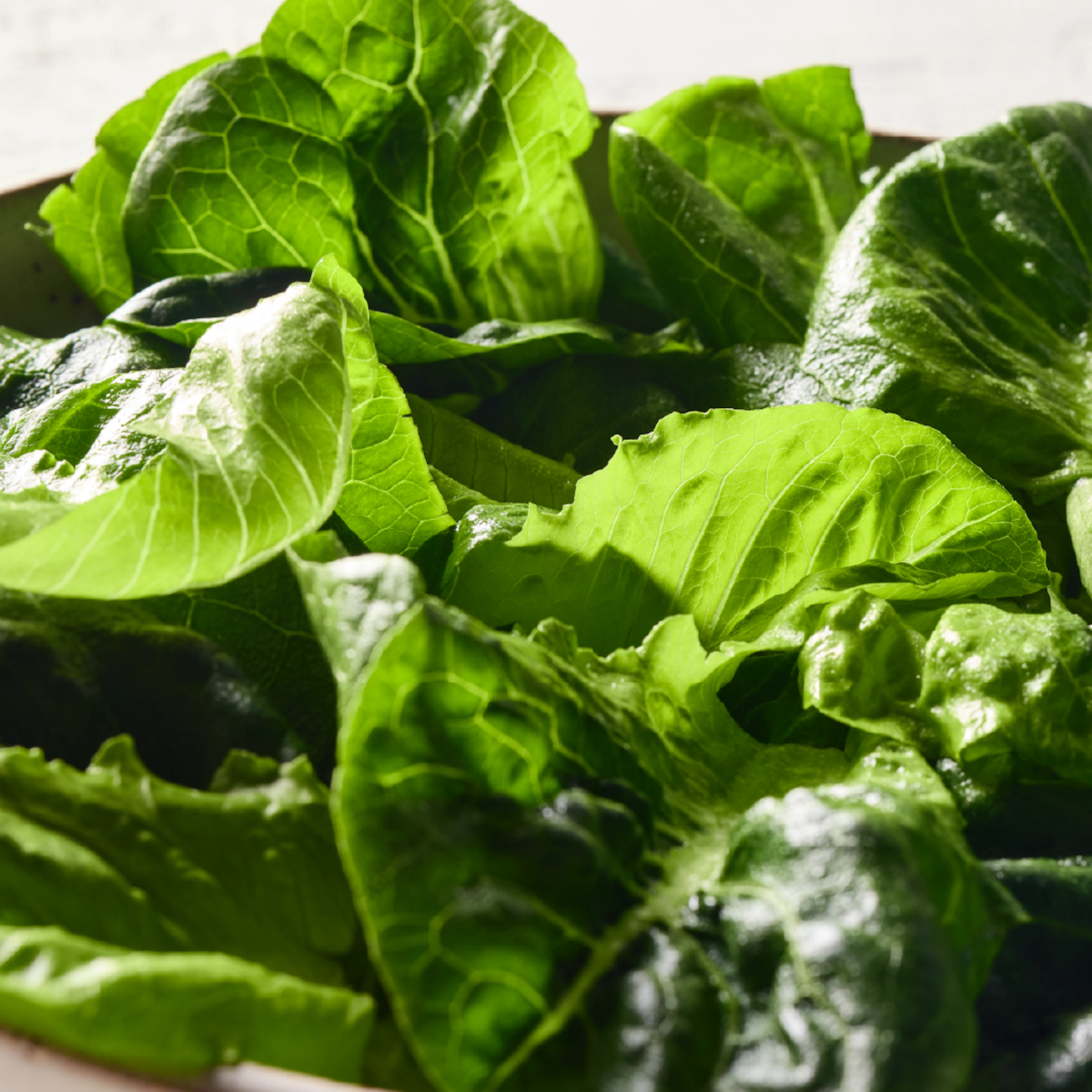Cos romaine lettuce closeup