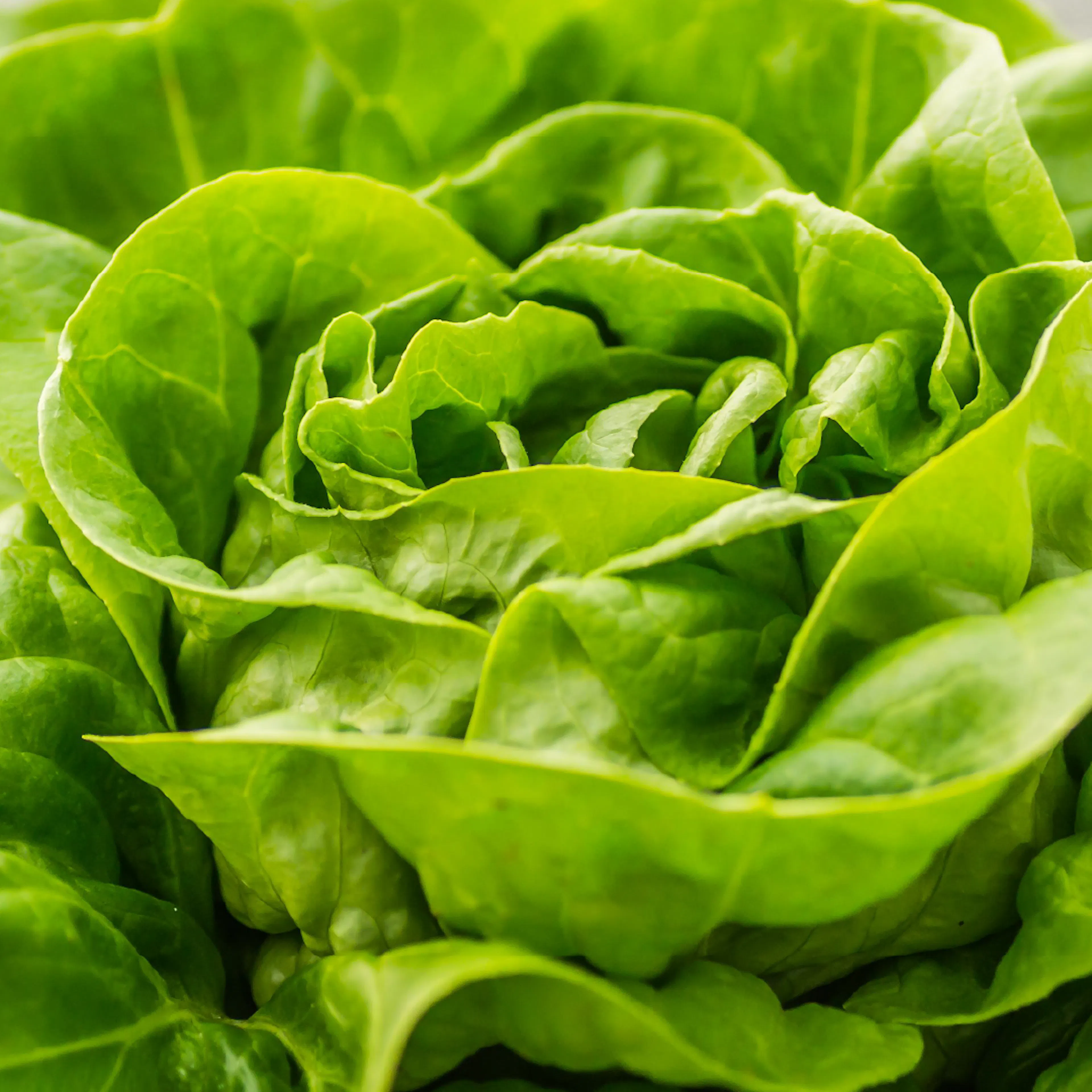 Butterleaf lettuce head