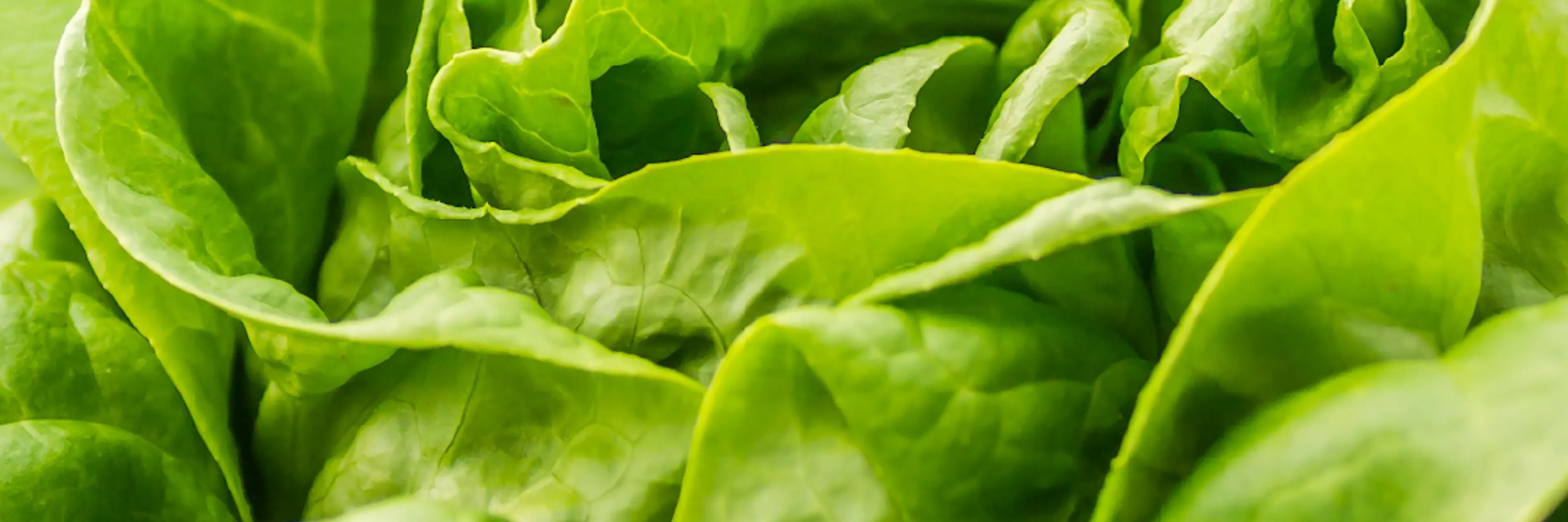 Butterleaf lettuce head