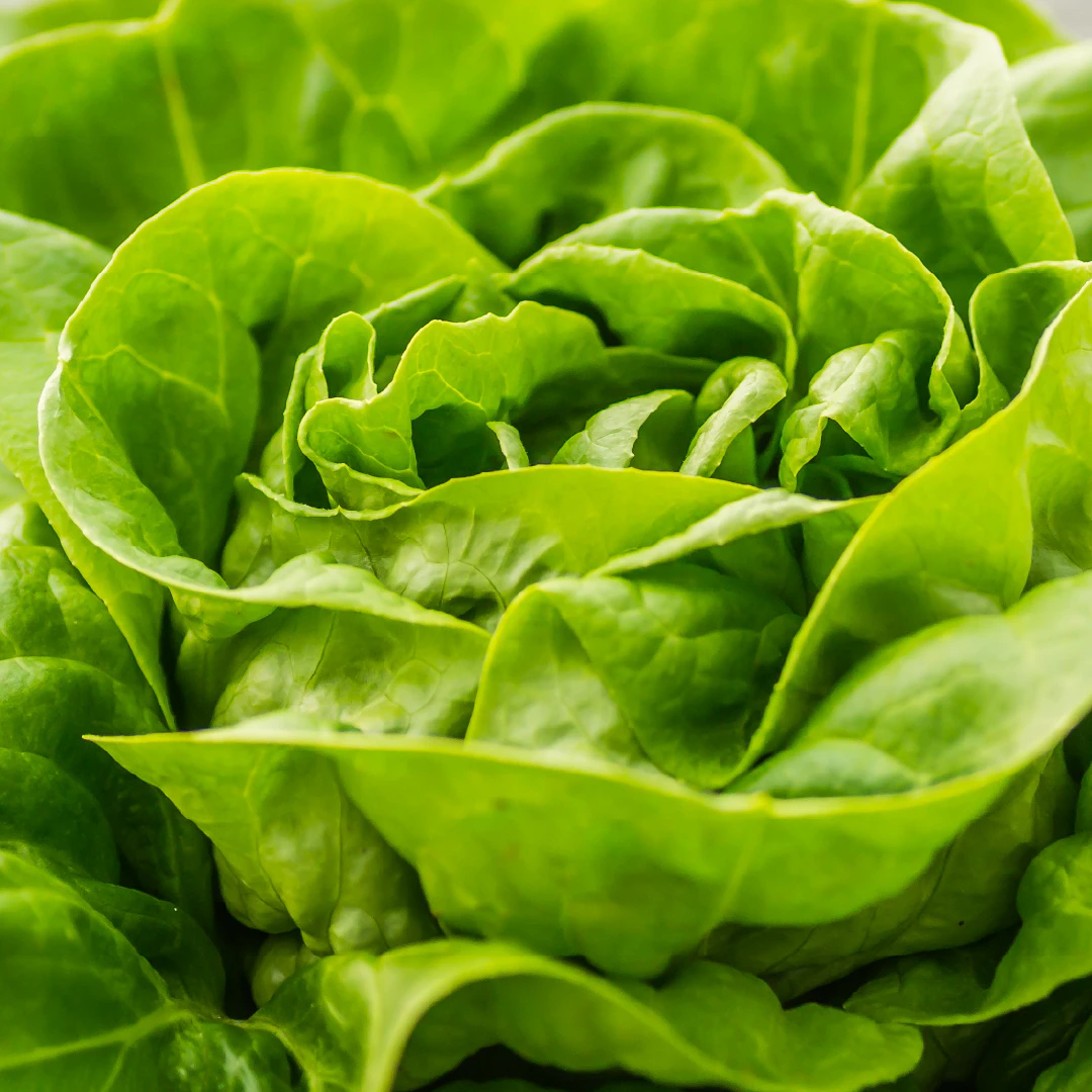 Butterleaf lettuce head