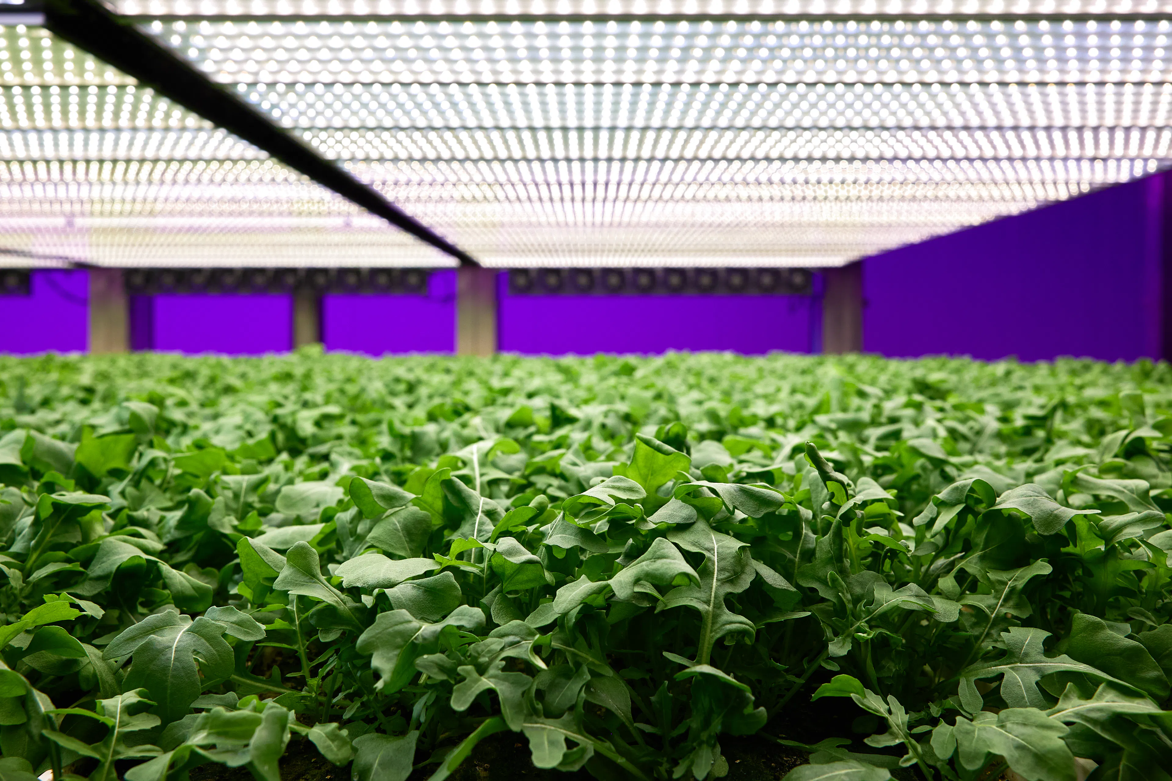 rocket in our vertical farm