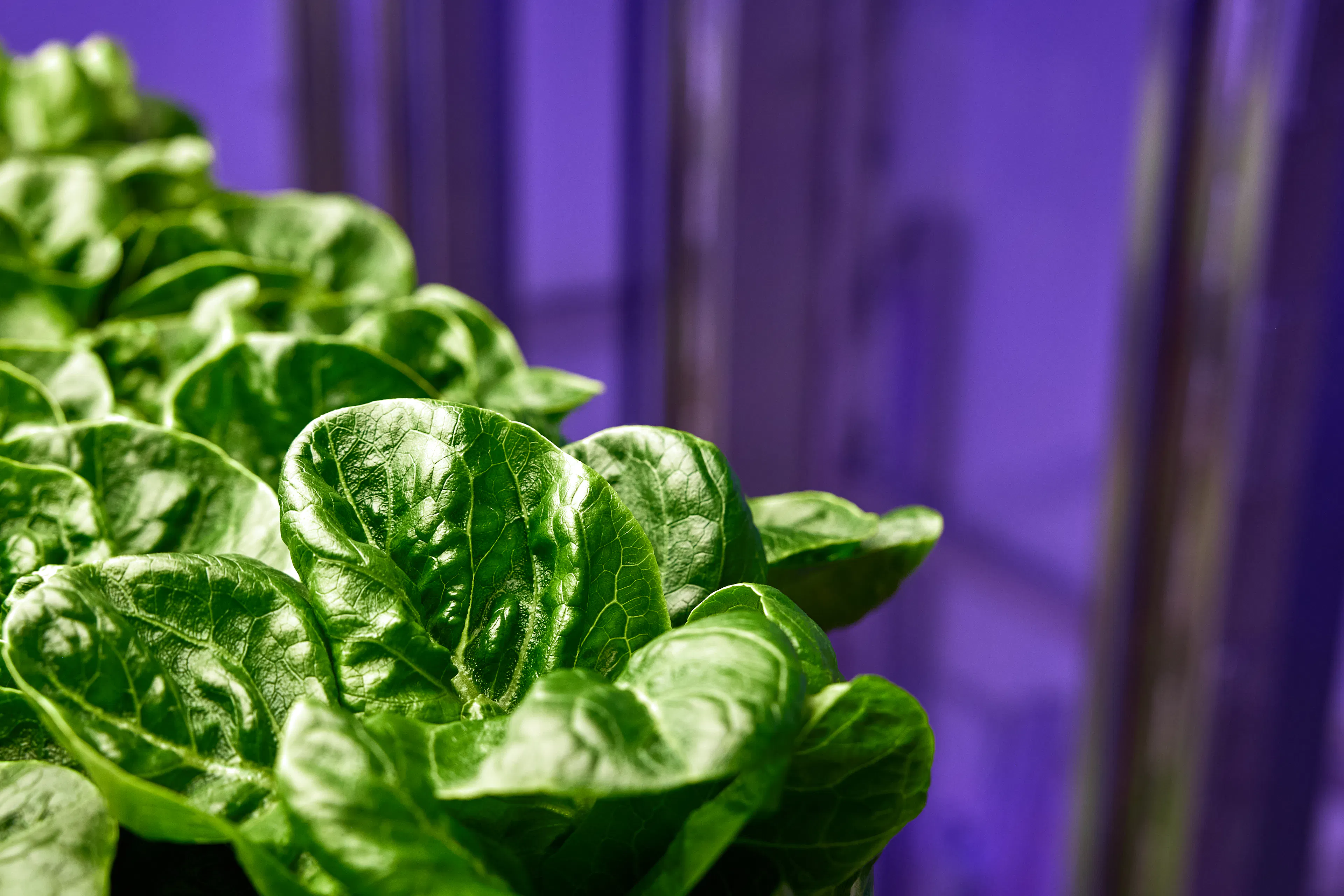 Cos lettuce on the Gold coast farm