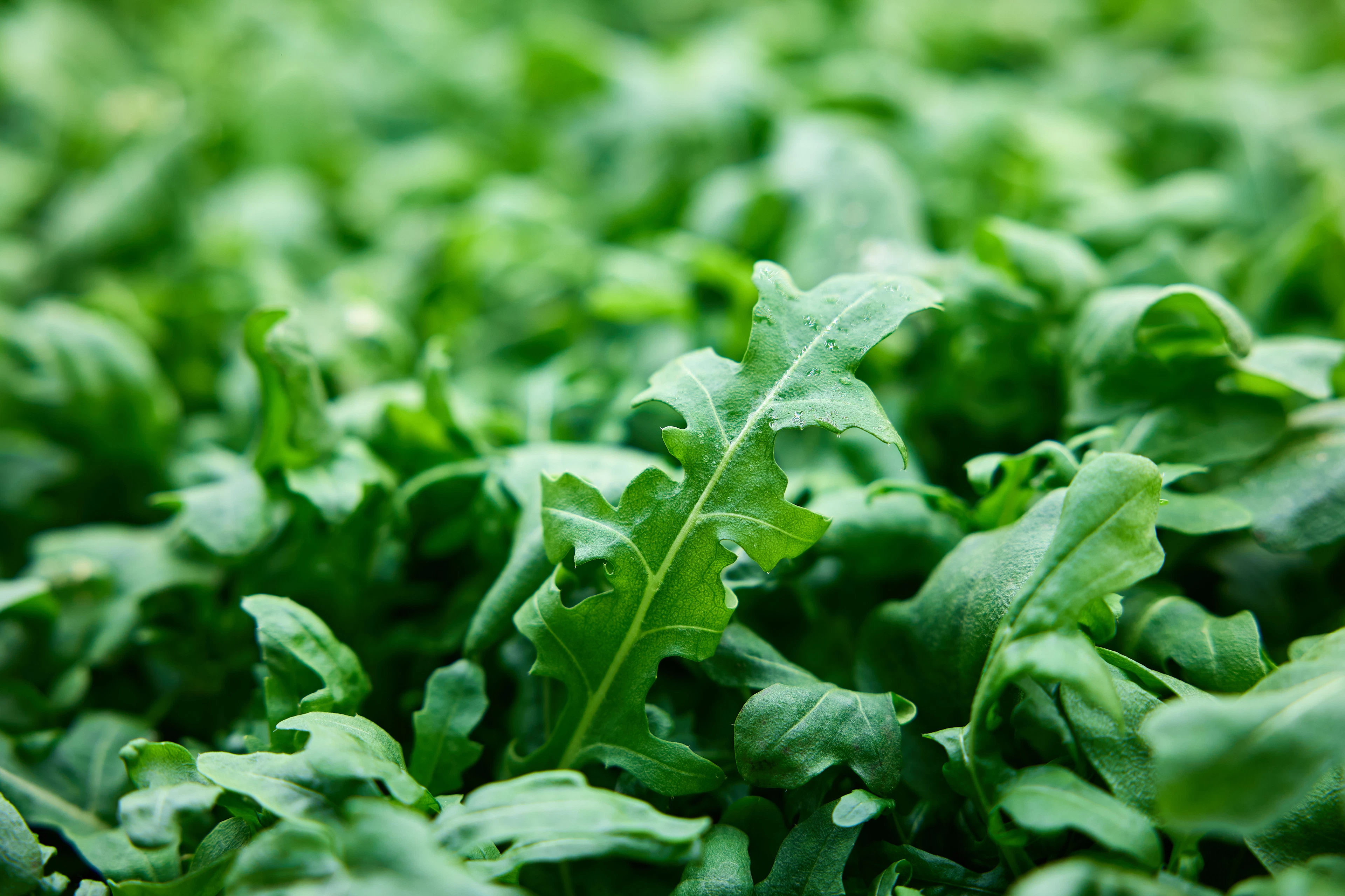 Closeup of rocket / arugula on our Gold Coast farm