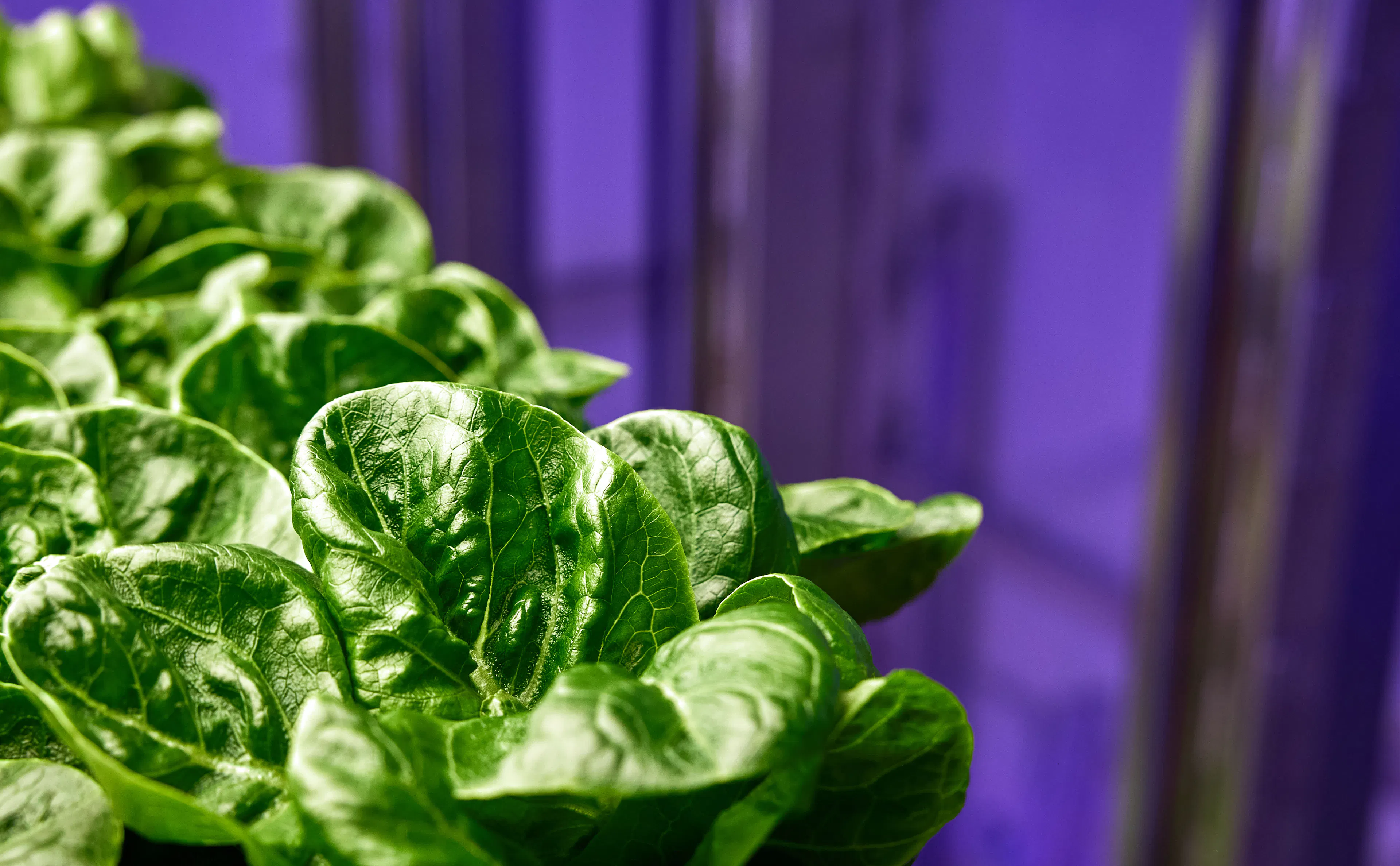 Farm produce