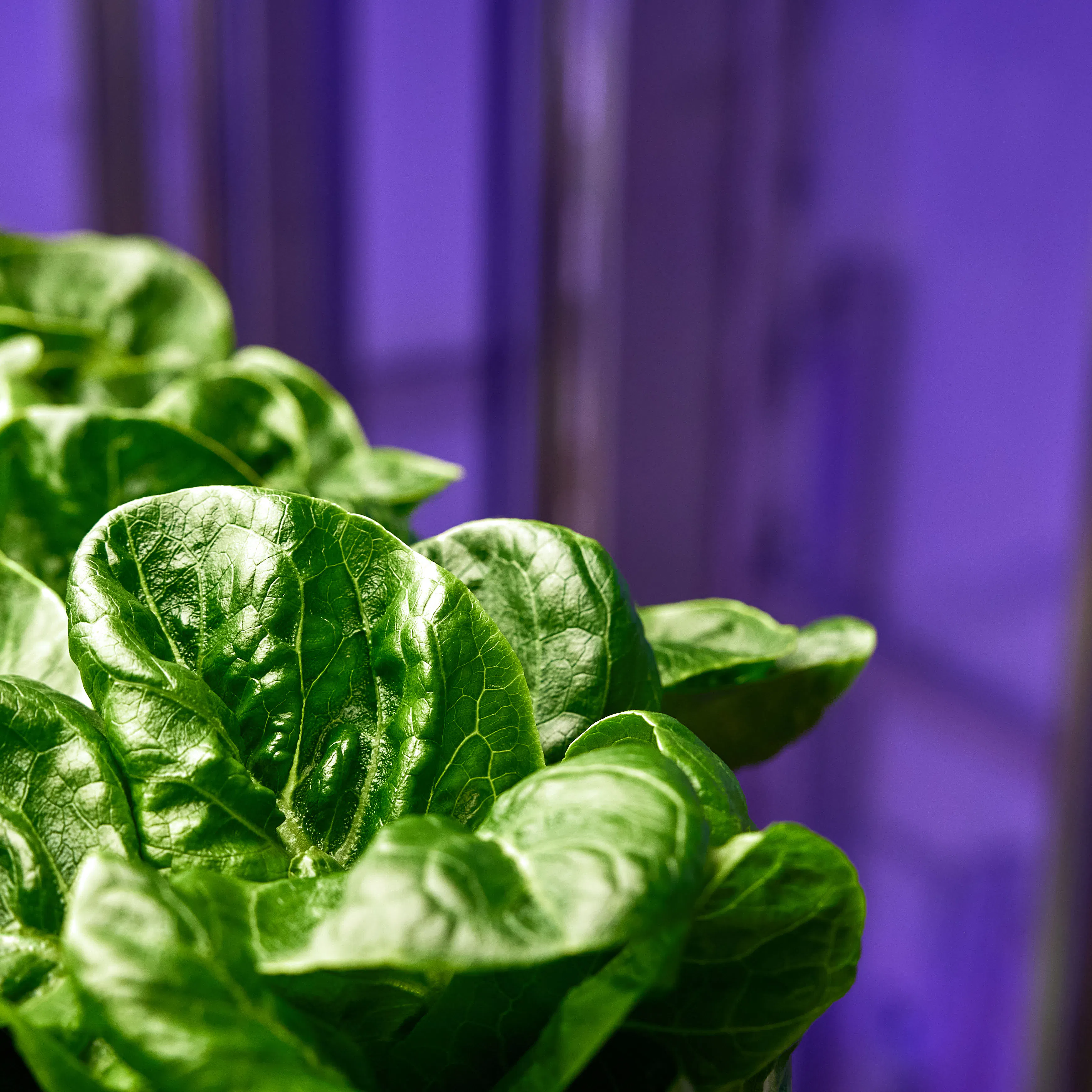 Farm produce