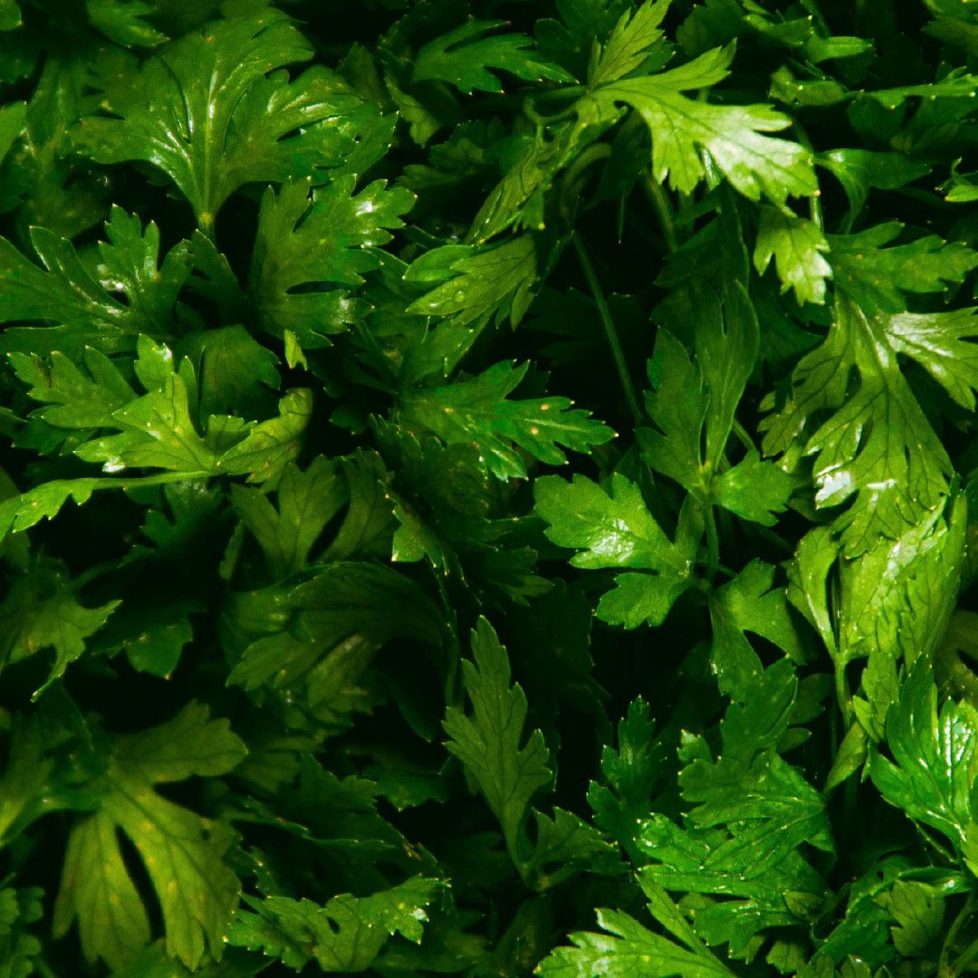 Parsley fresh leaves closeup